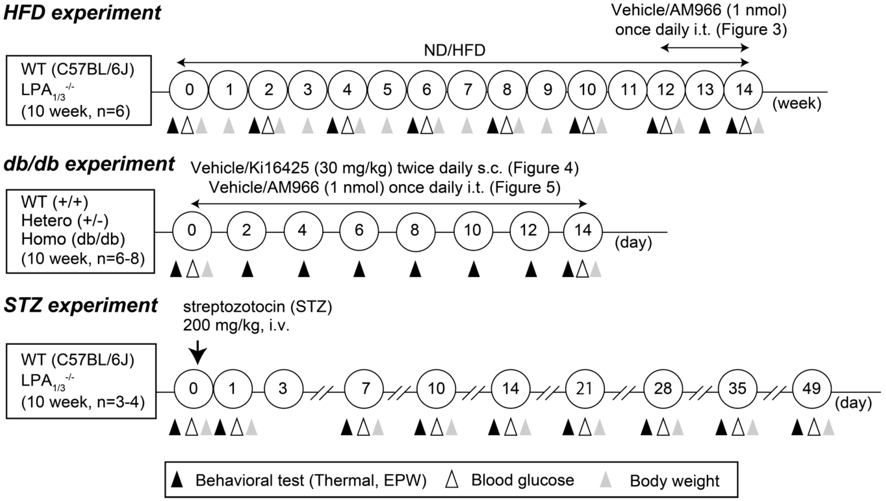Cells 09 01906 g001 Cells 09 01906 g001