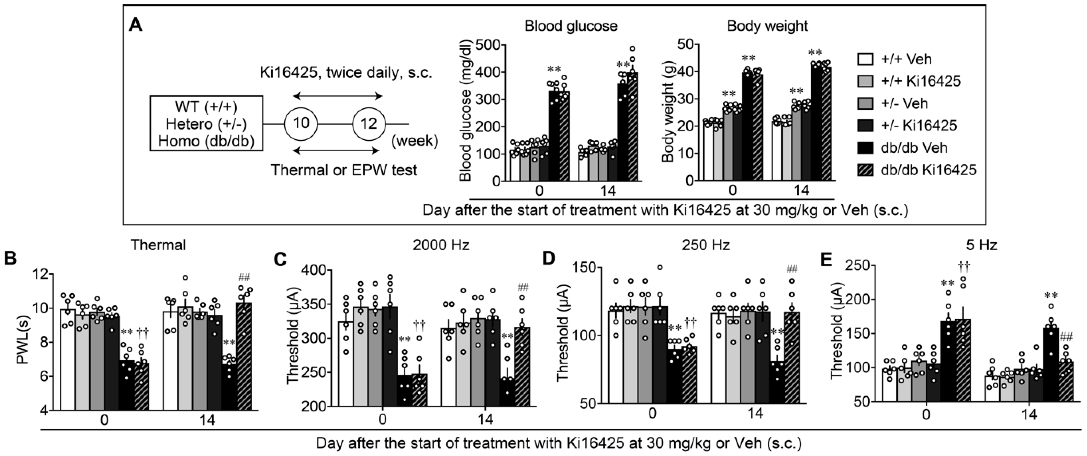 Cells 09 01906 g005 Cells 09 01906 g005