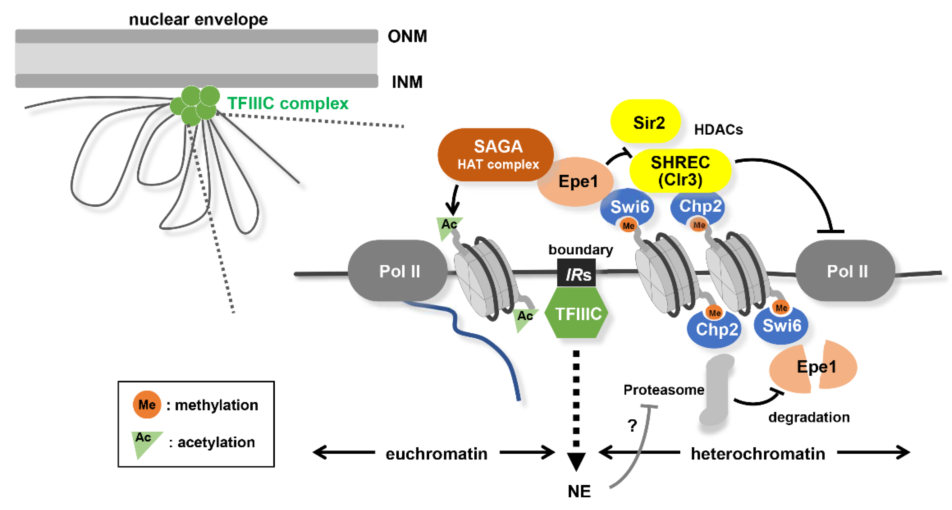 Cells 09 01908 g003 Cells 09 01908 g003