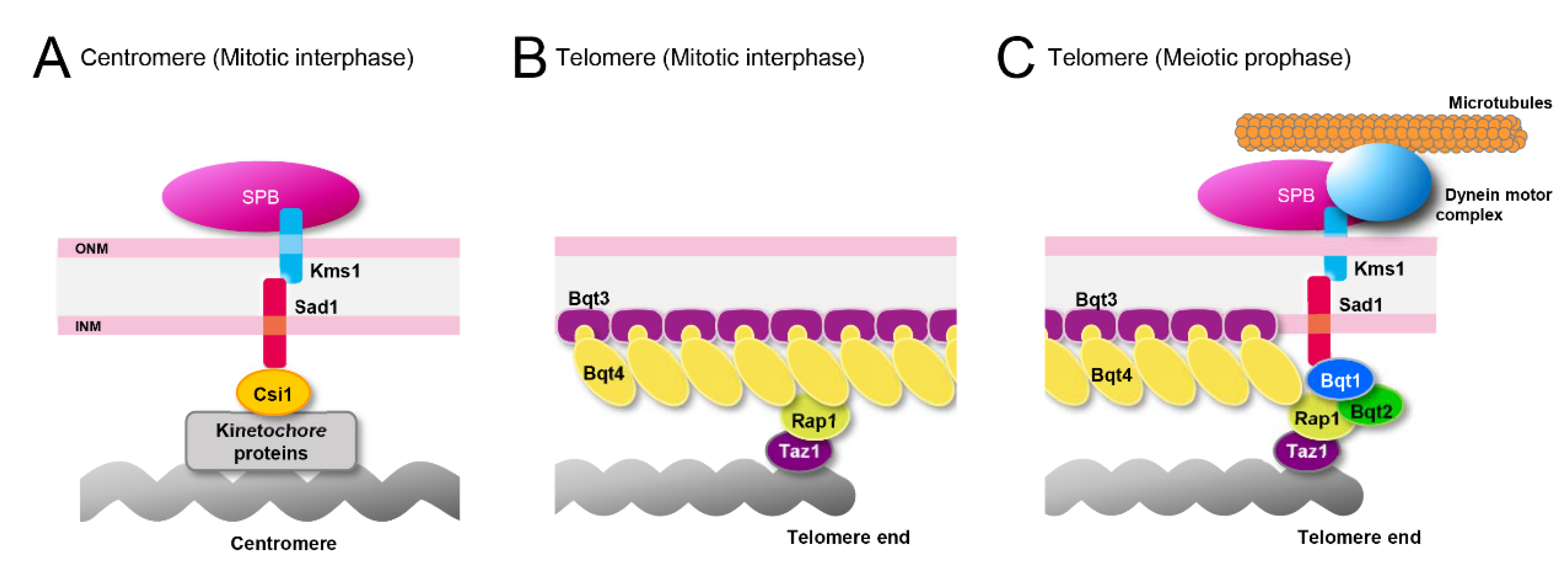 Cells 09 01908 g005 Cells 09 01908 g005