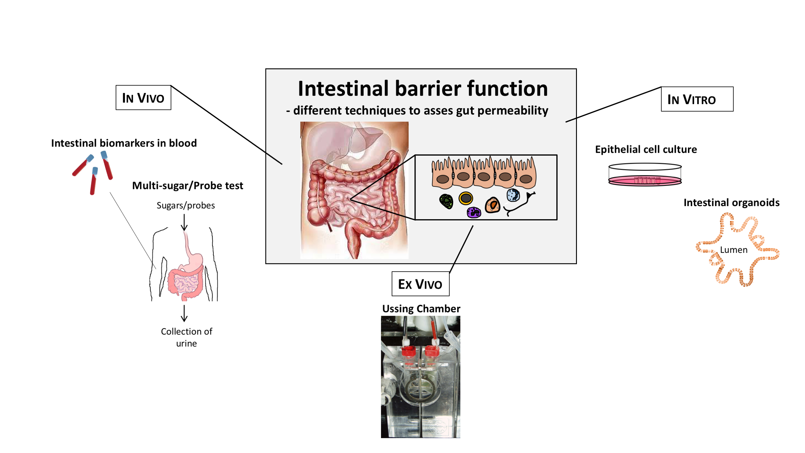 Luz intestinal significado