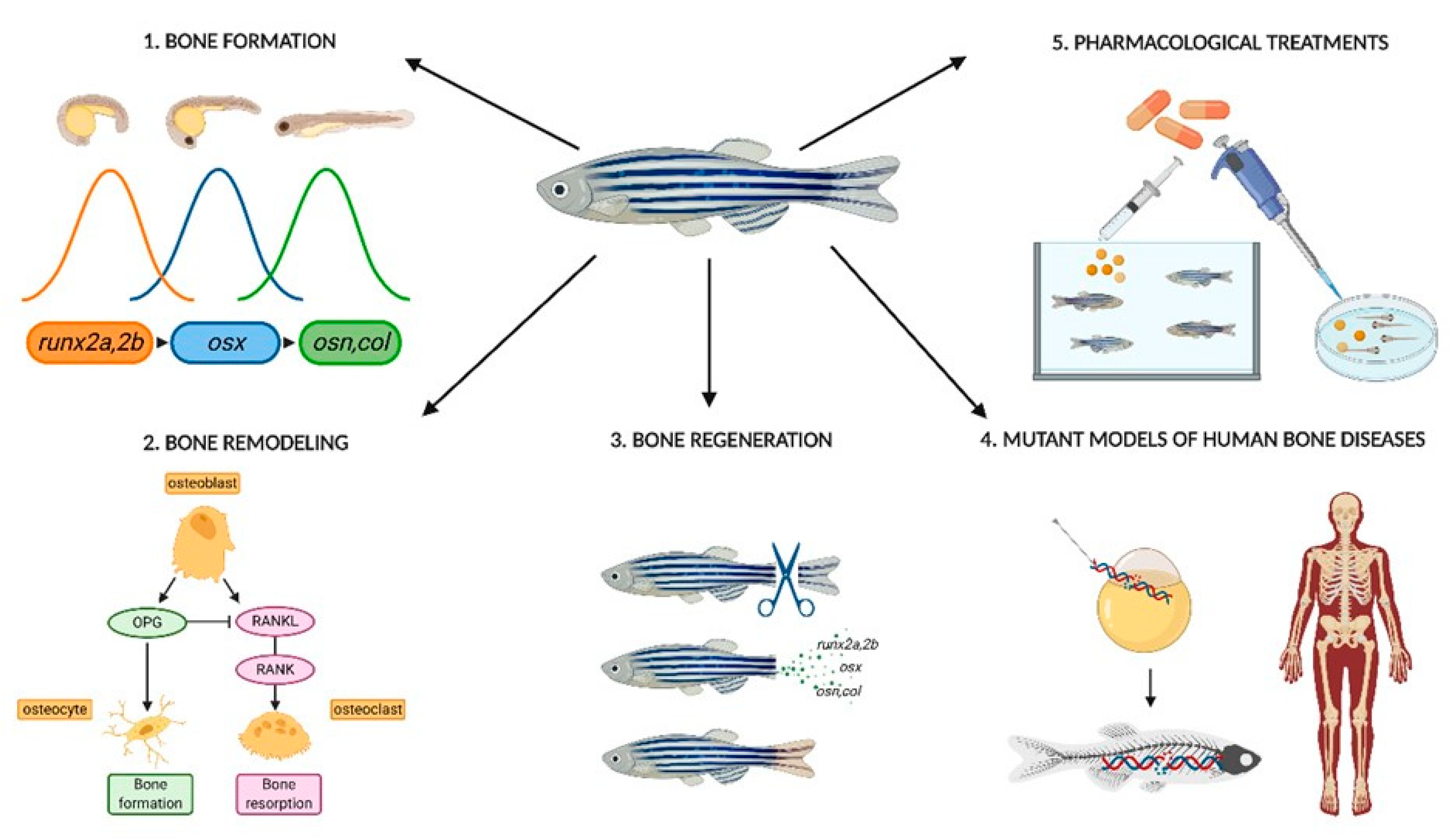 zebrafish for genetic research
