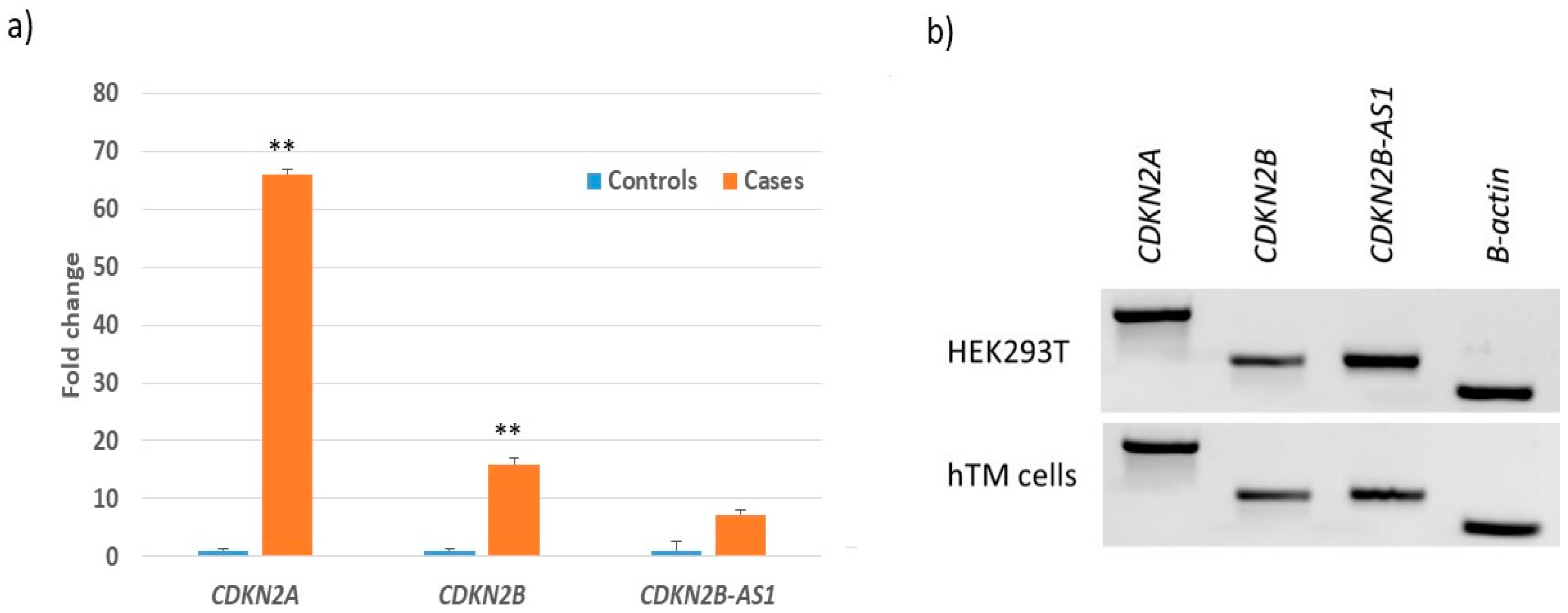 Cells 09 01934 g002 Cells 09 01934 g002
