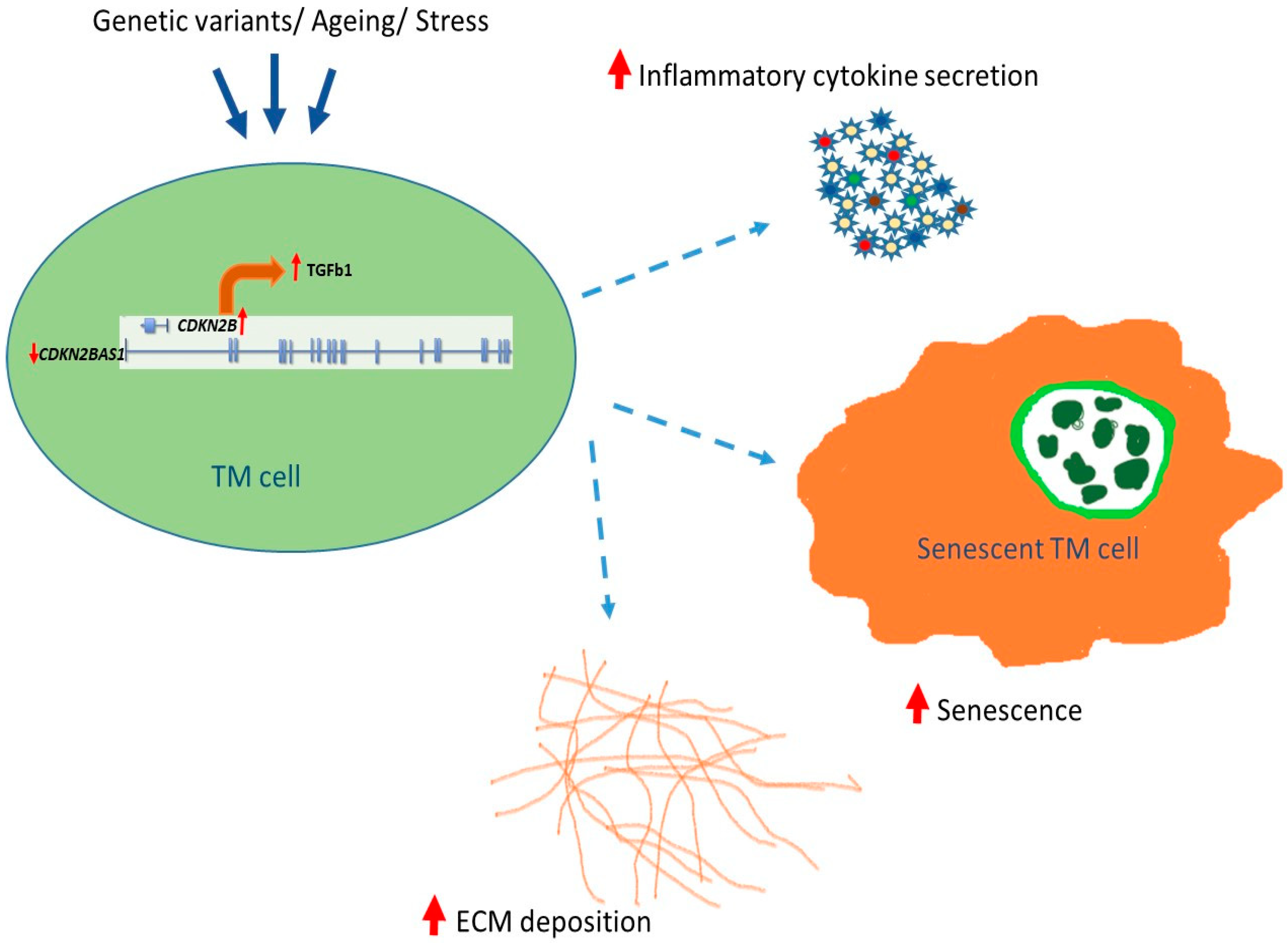 Cells 09 01934 g006 Cells 09 01934 g006