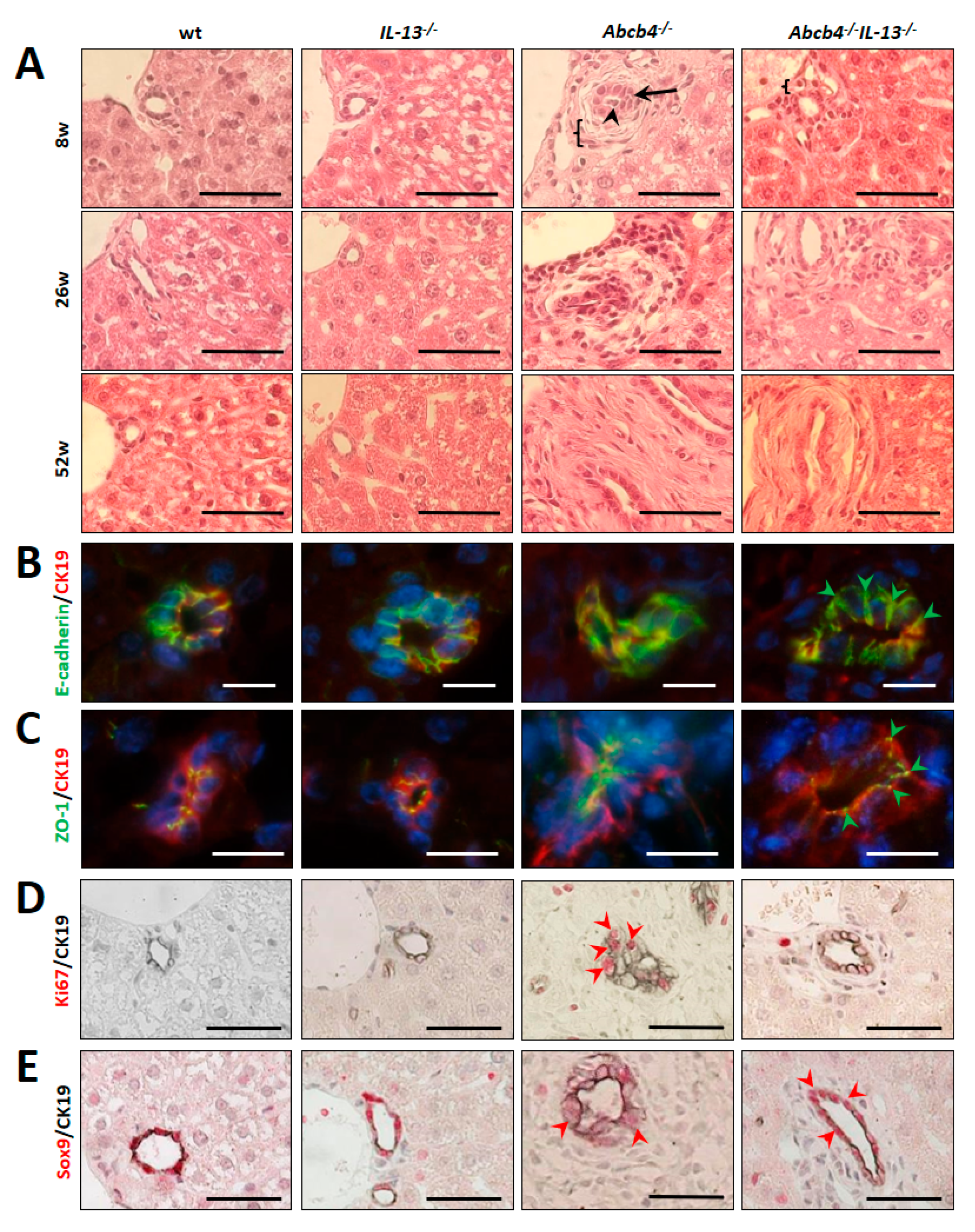 Cells 09 01949 g001 Cells 09 01949 g001