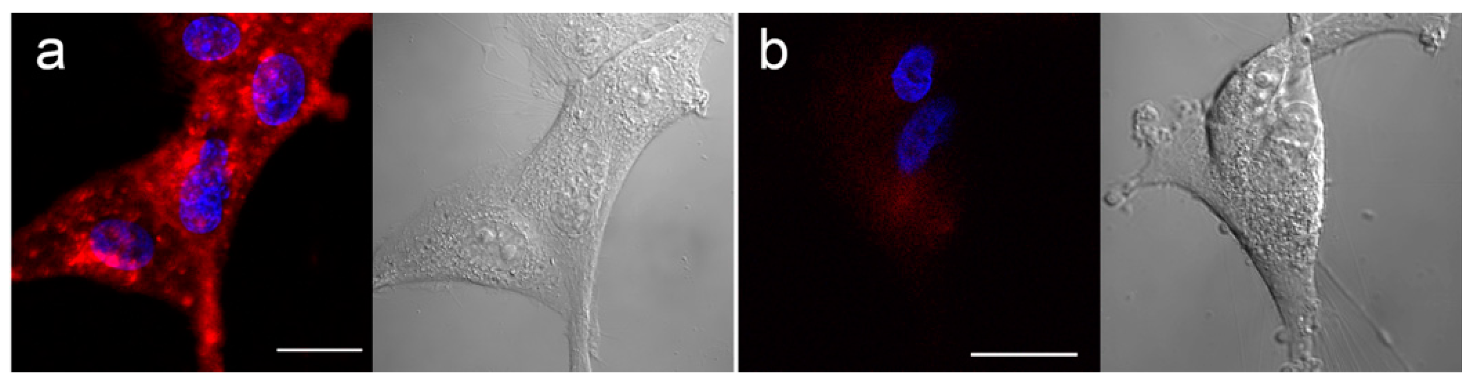 Cells 09 01953 g002 Cells 09 01953 g002