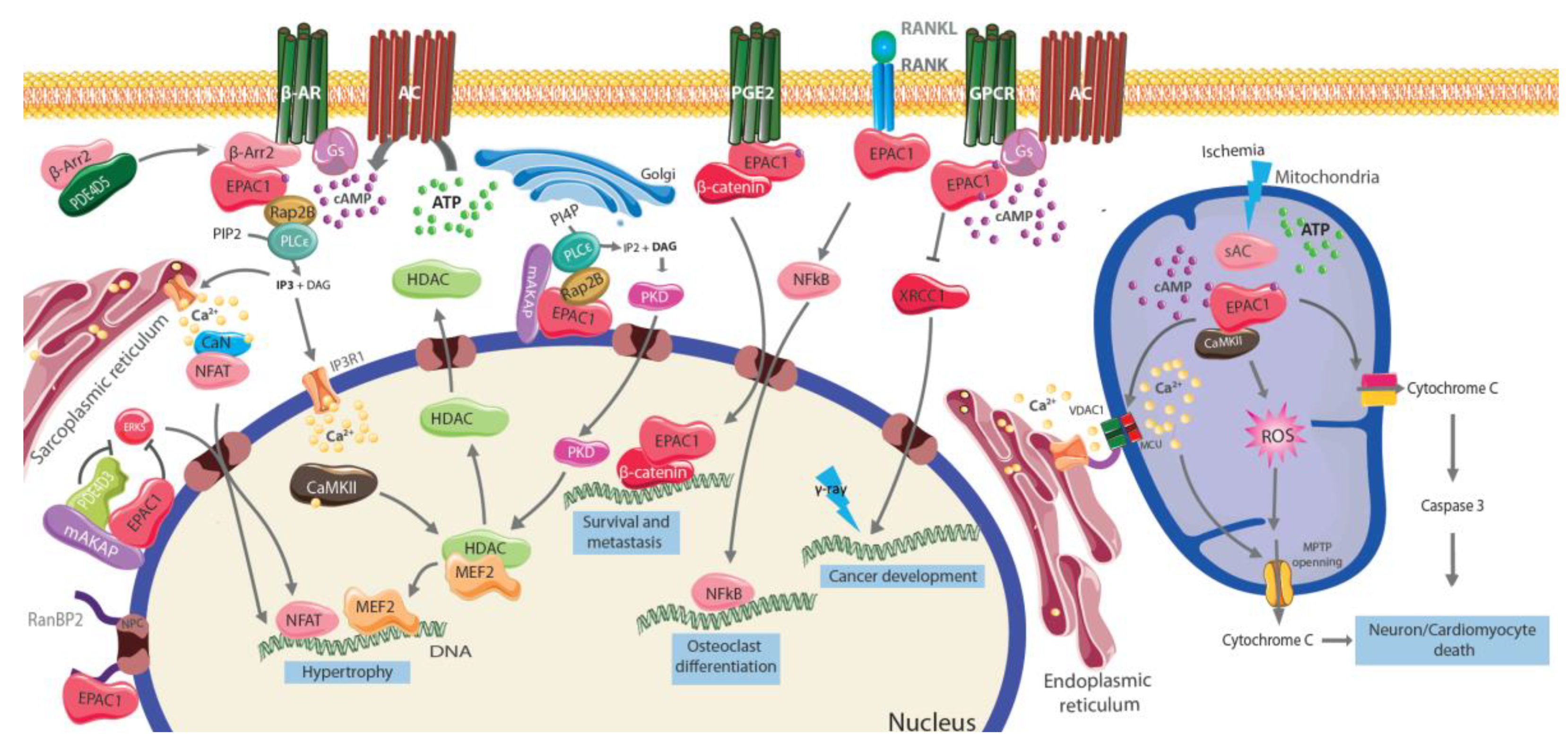 Cells 09 01954 g002 Cells 09 01954 g002