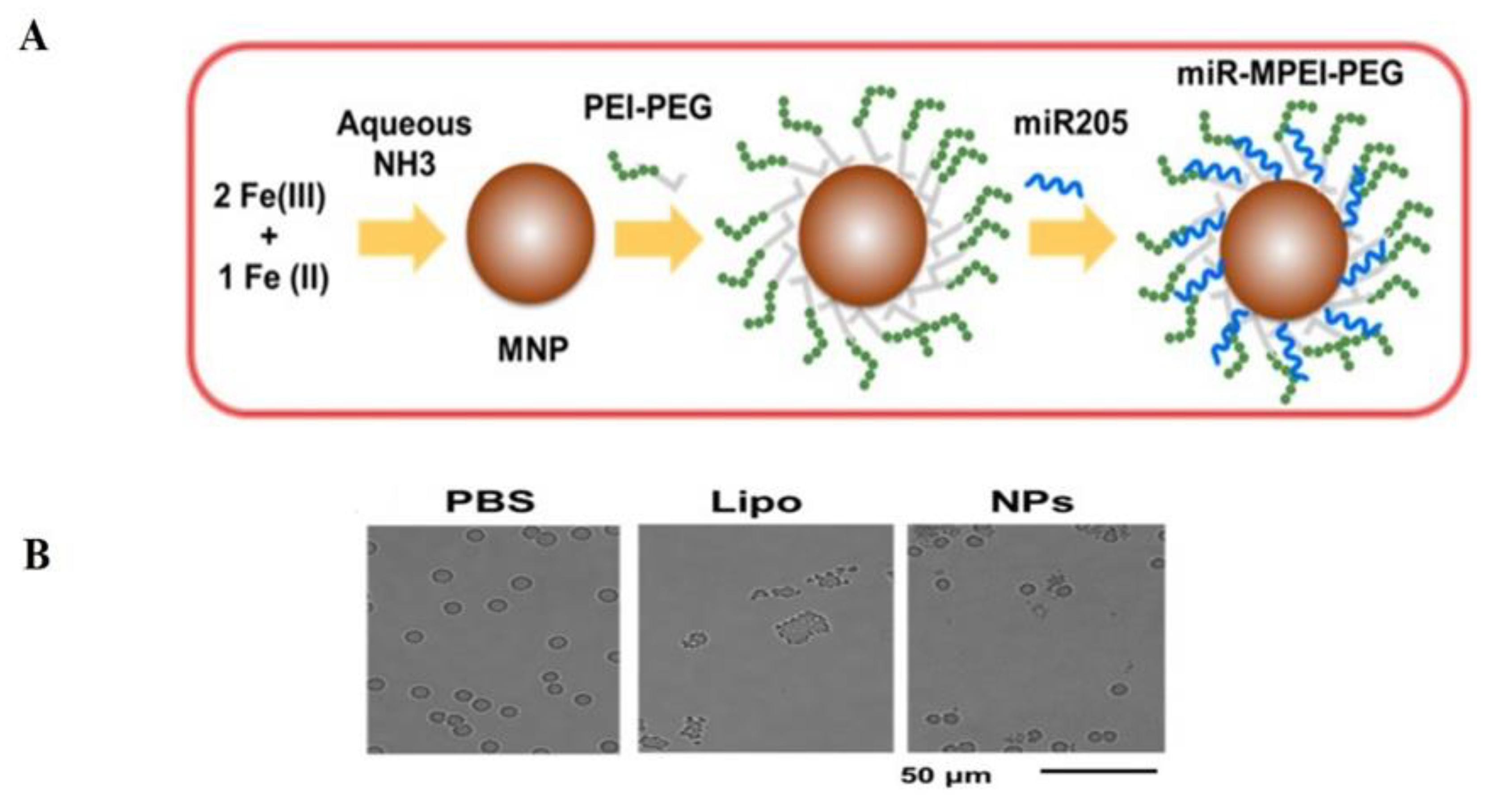 Cells 09 01957 g004 Cells 09 01957 g004
