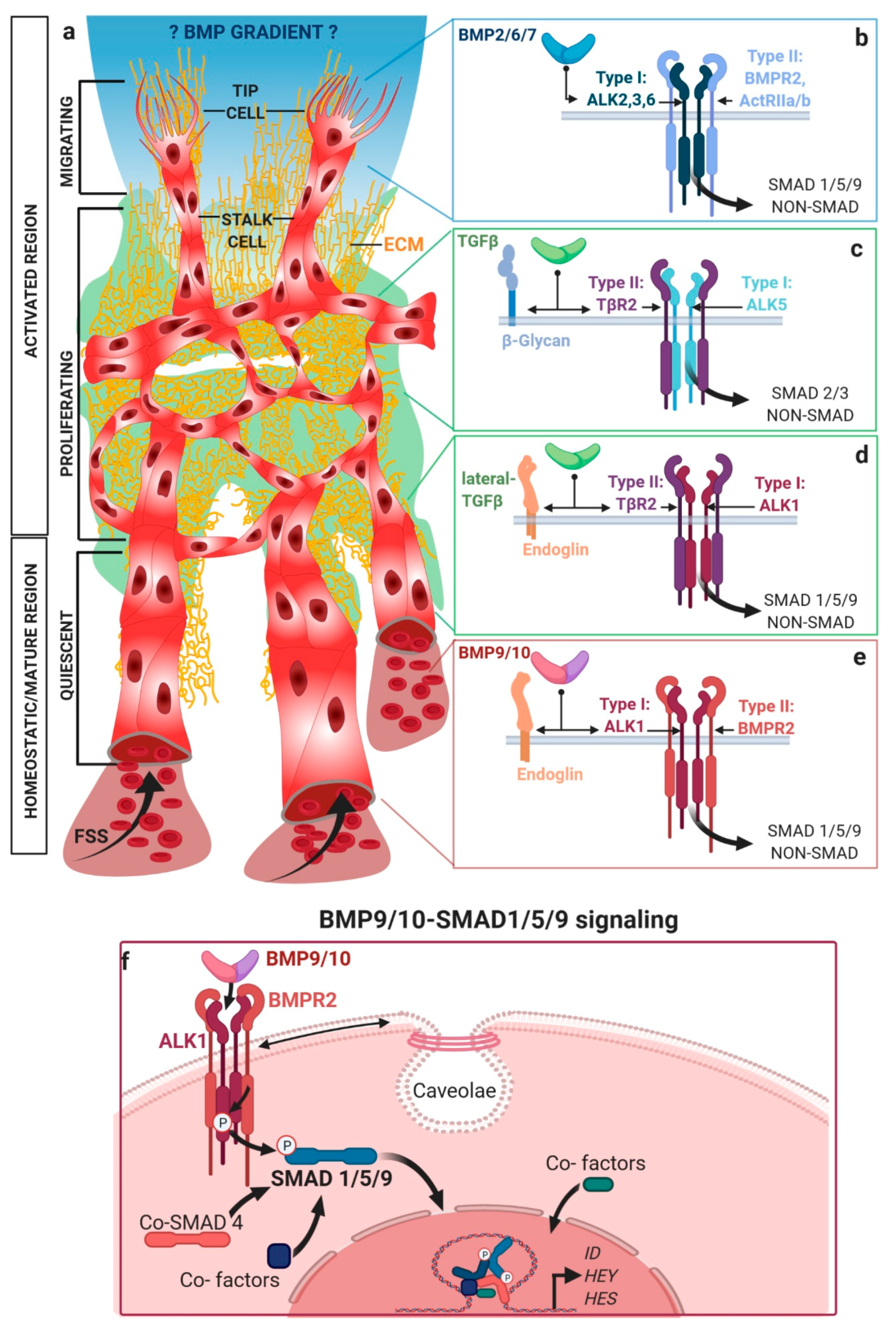 Cells 09 01965 g001 Cells 09 01965 g001