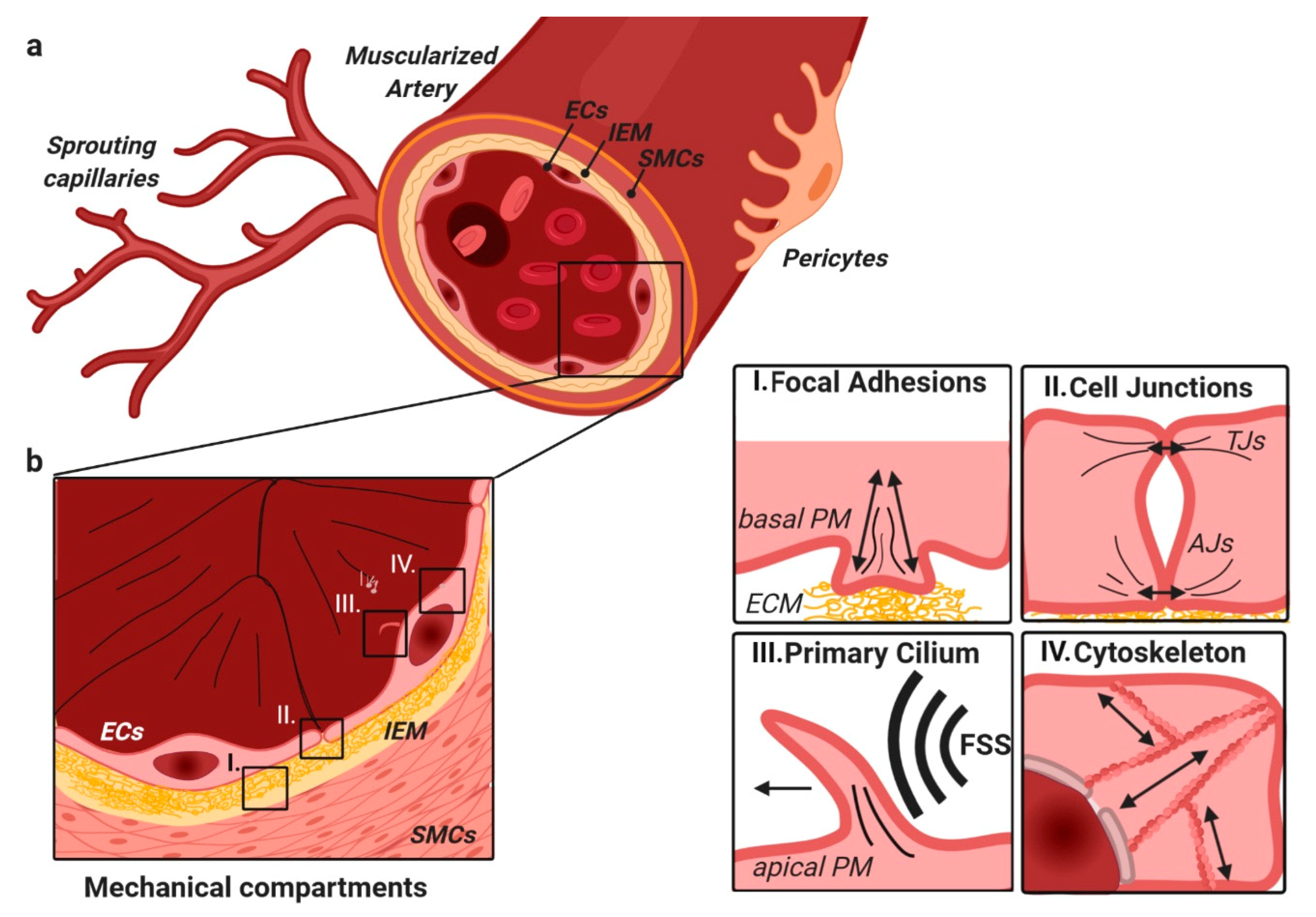 Cells 09 01965 g002 Cells 09 01965 g002