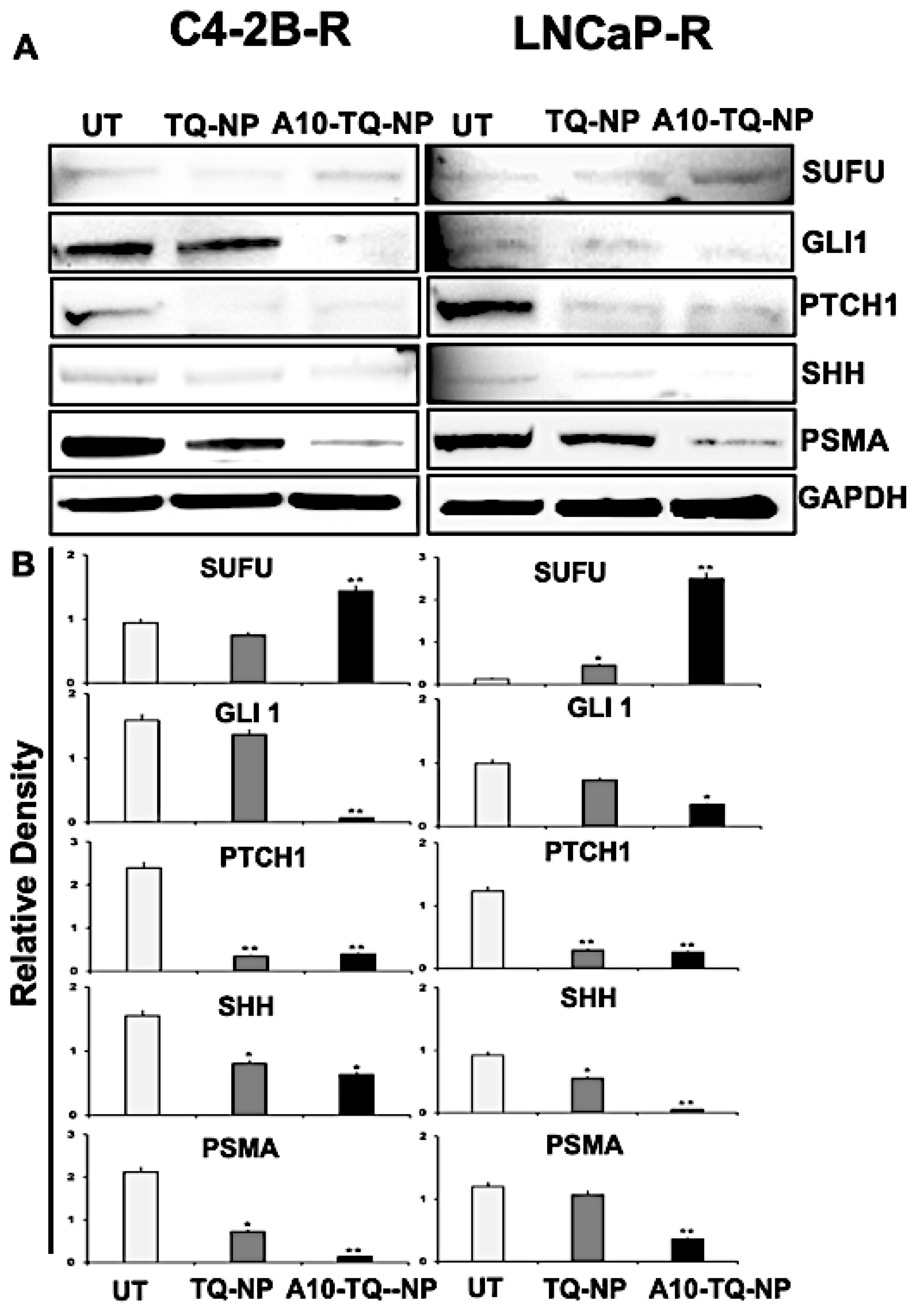 Cells 09 01976 g006 Cells 09 01976 g006