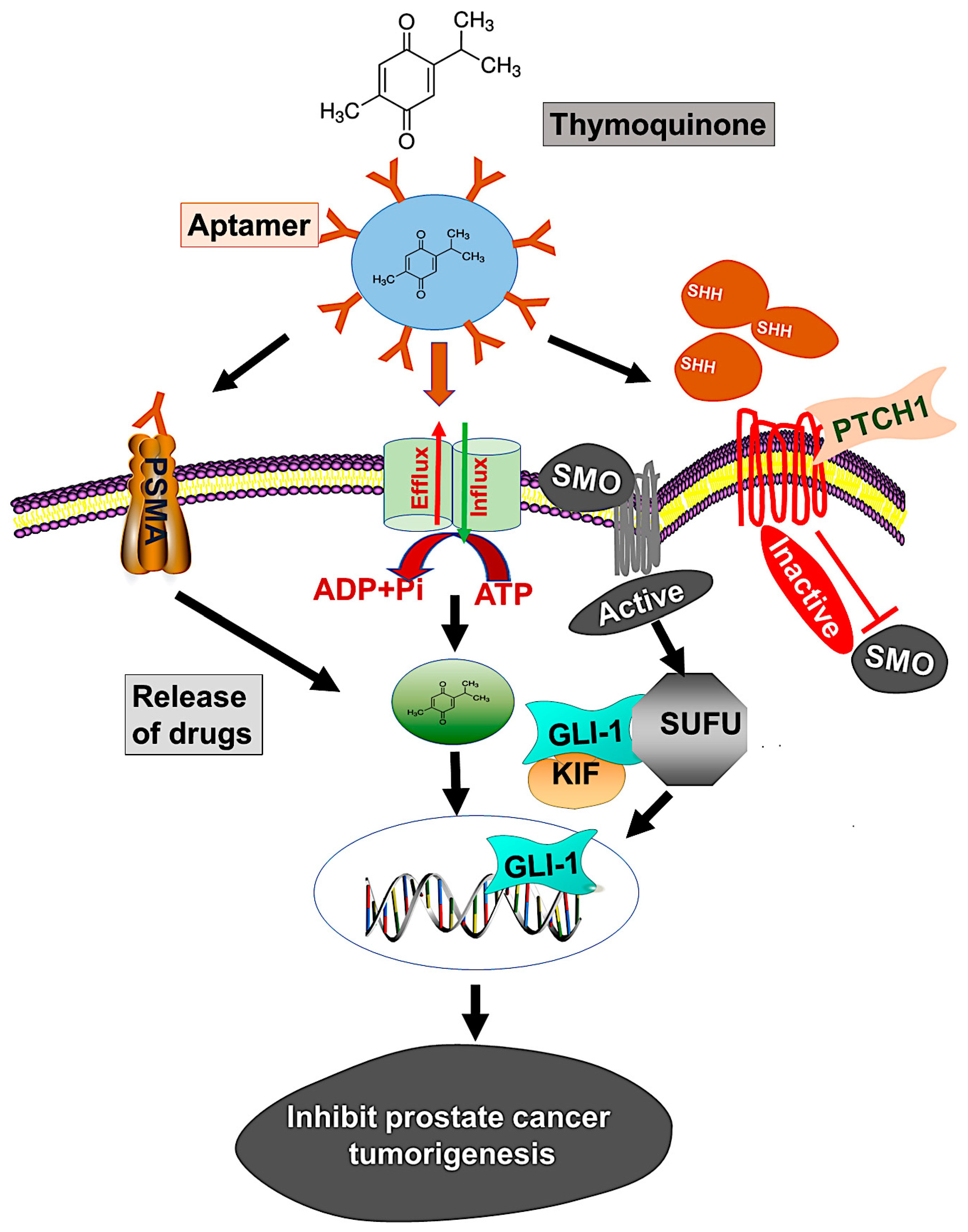 Cells 09 01976 g008 Cells 09 01976 g008