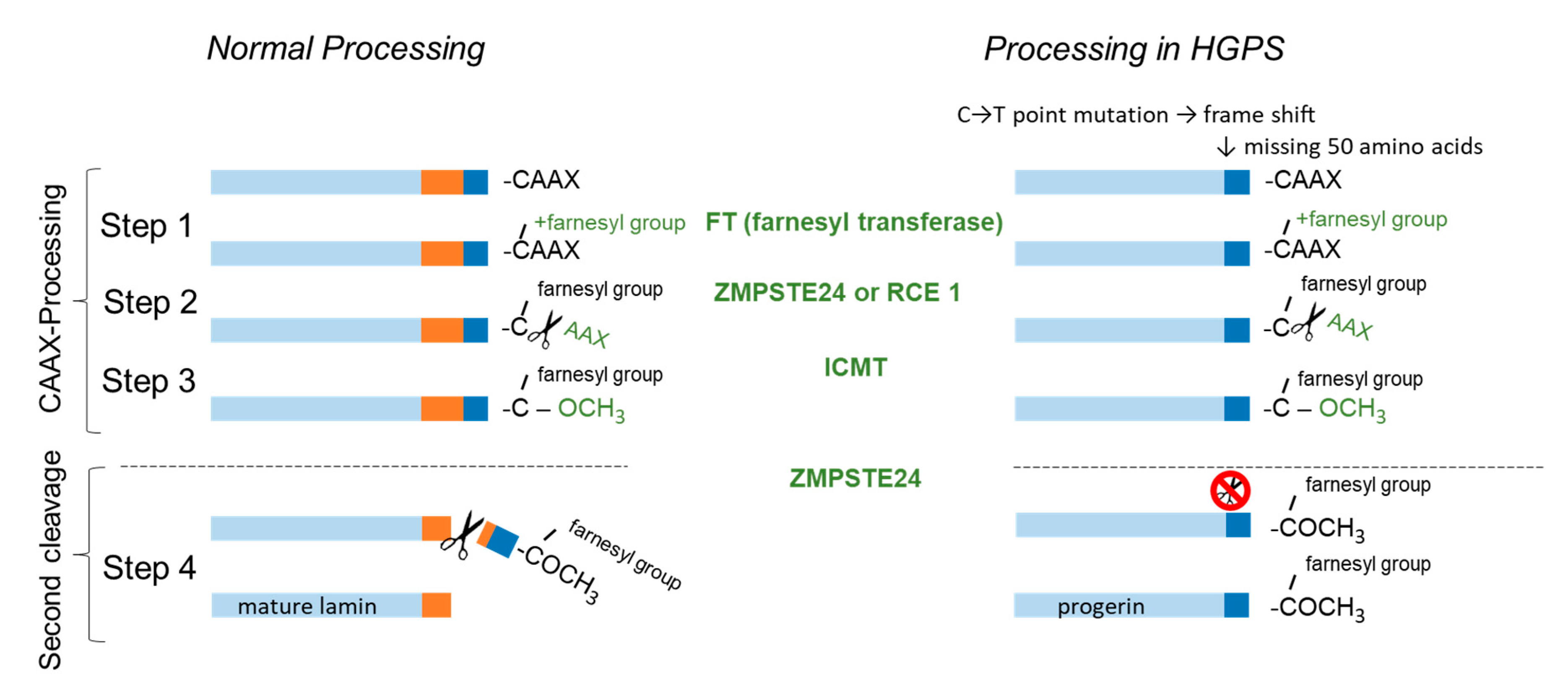 ZMPSTE24 Is Associated with Elevated Inflammation and
