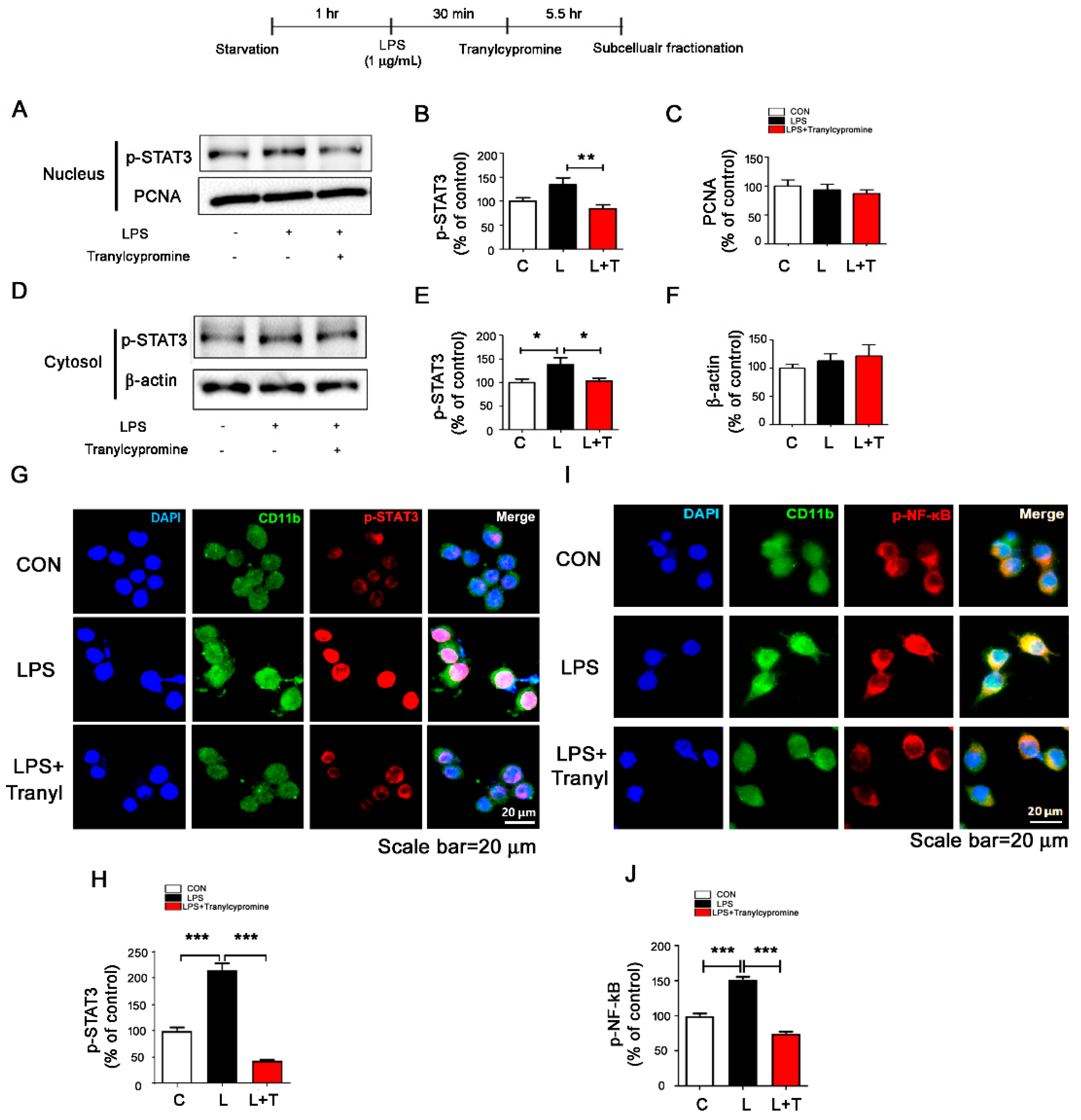 Cells 09 01982 g003 Cells 09 01982 g003