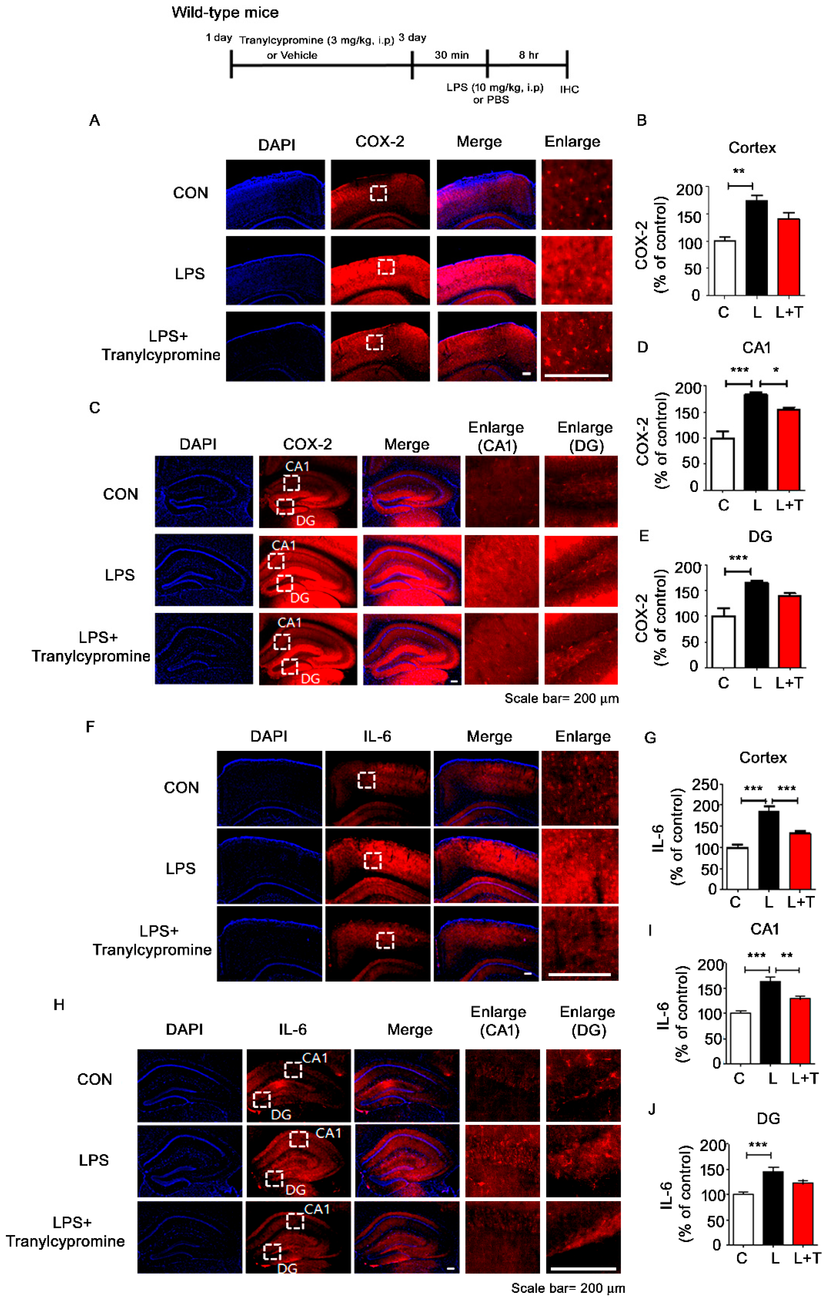 Cells 09 01982 g005 Cells 09 01982 g005