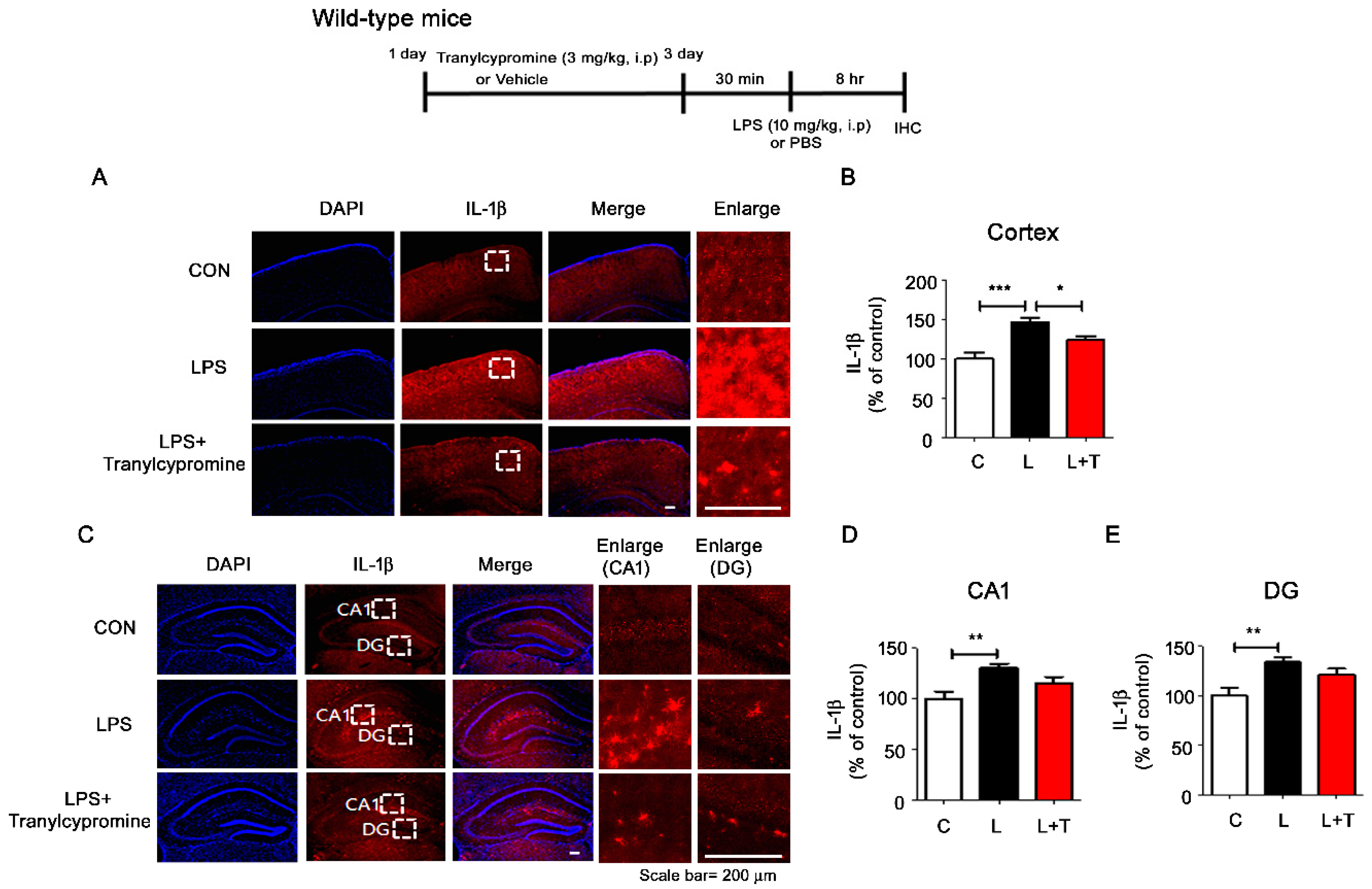 Cells 09 01982 g006 Cells 09 01982 g006