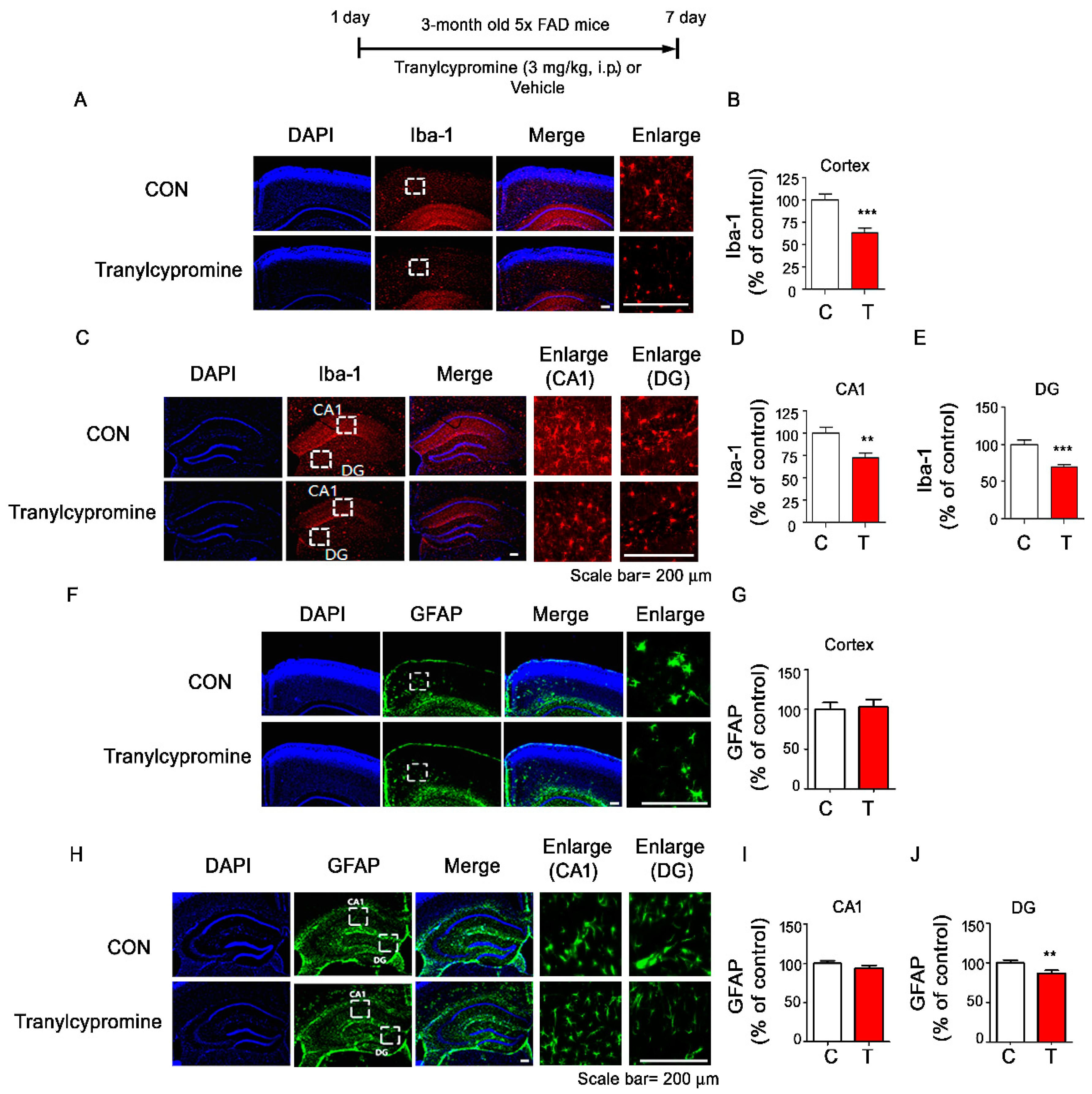 Cells 09 01982 g007 Cells 09 01982 g007