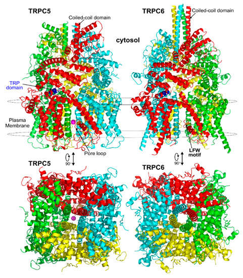 Cells | Free Full-Text | Transient Receptor Potential Canonical Cells | Free Full-Text | Transient Receptor Potential Canonical