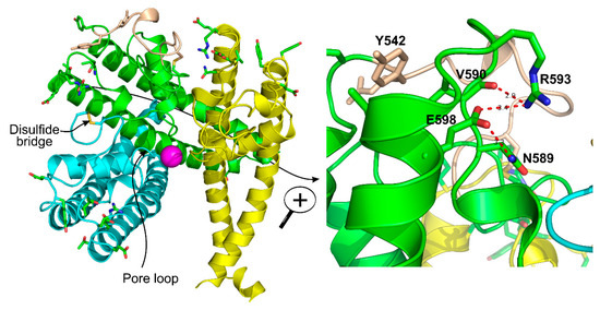 Transient Receptor Potential Canonical (TRPC) Channels: Then