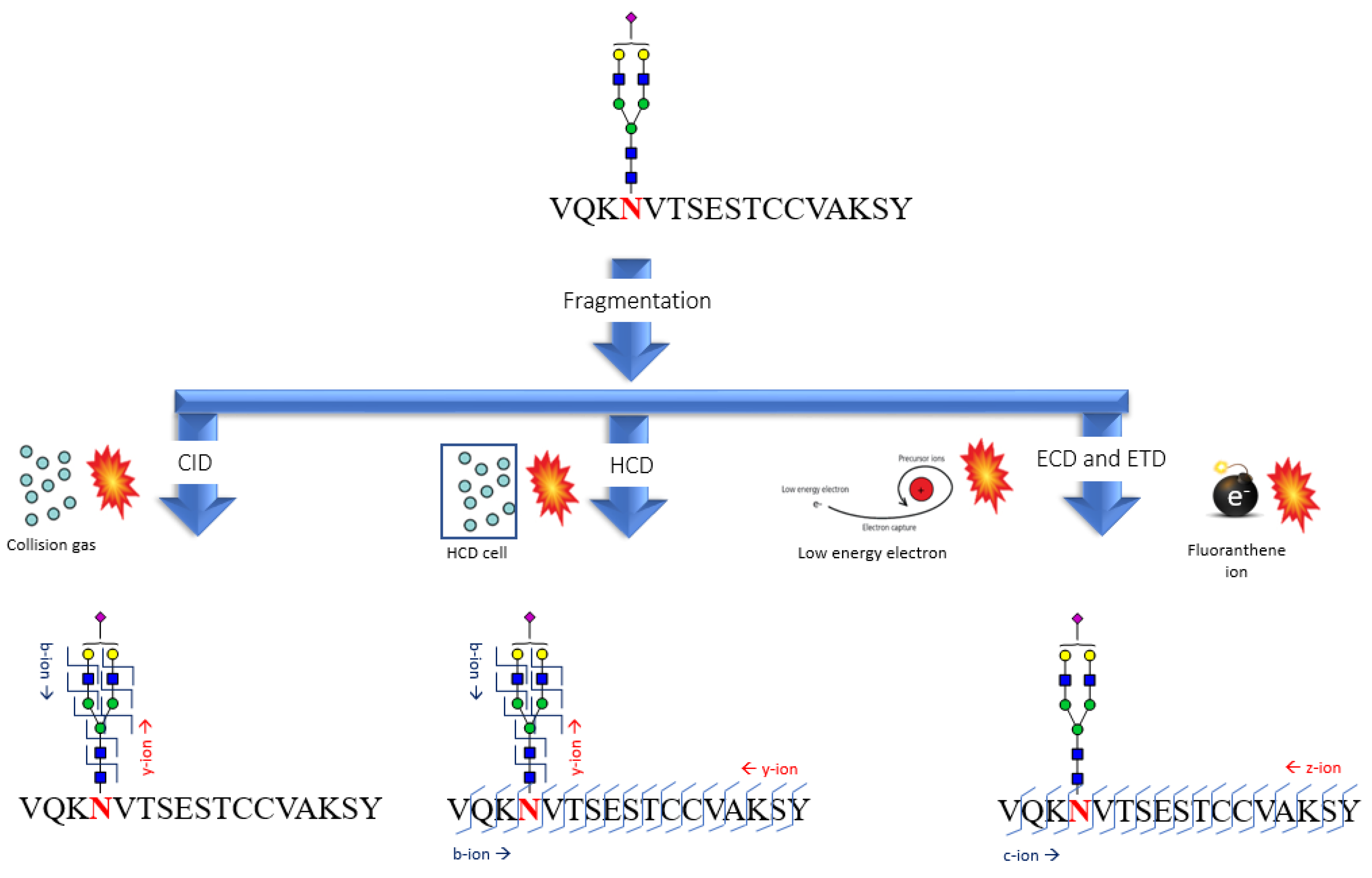 Cells Free FullText Protein Glycosylation Investigated by Mass