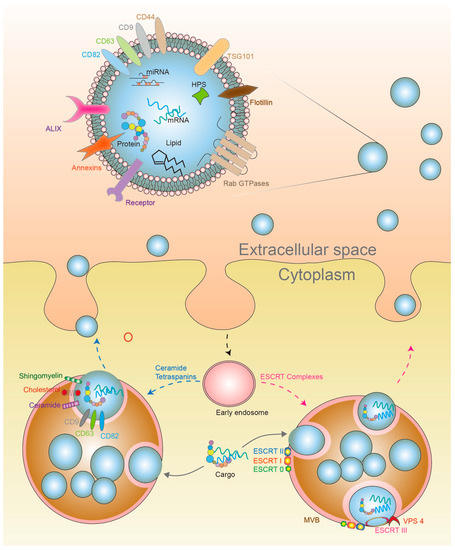 The Role of Exosomes in the Crosstalk between Adipocytes and