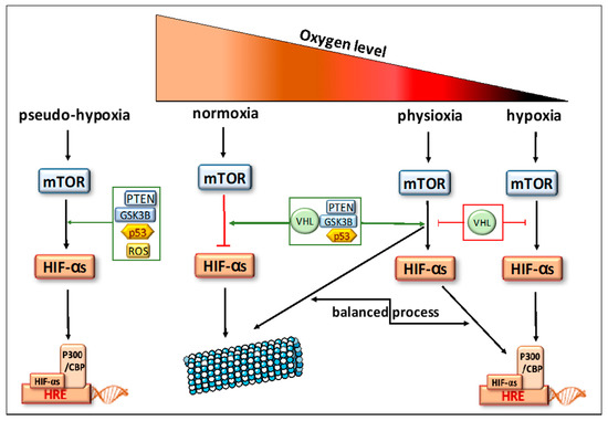 臨床病態栄養学 = Pathophysiological Bases of C… Frontiers | Hypoxia and Inflammation: Insights From High