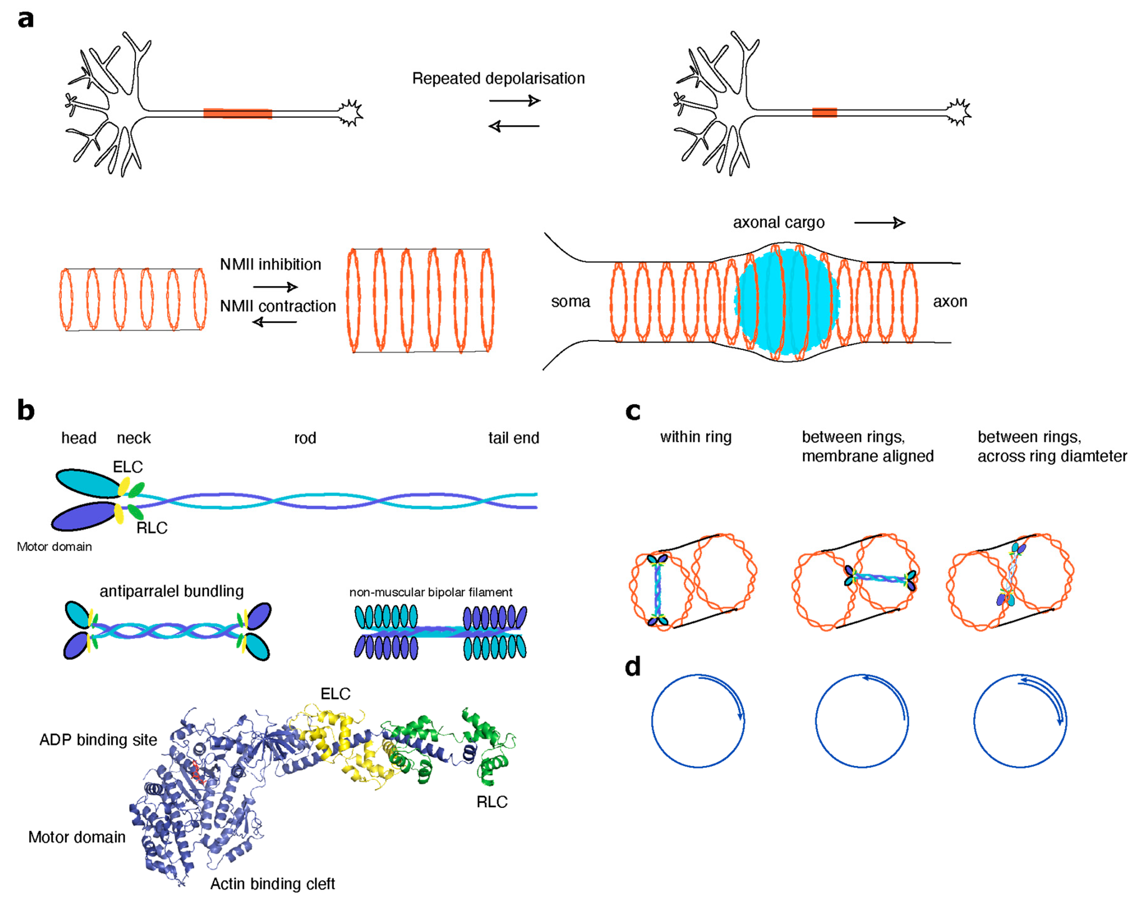 Cells 09 02006 g002