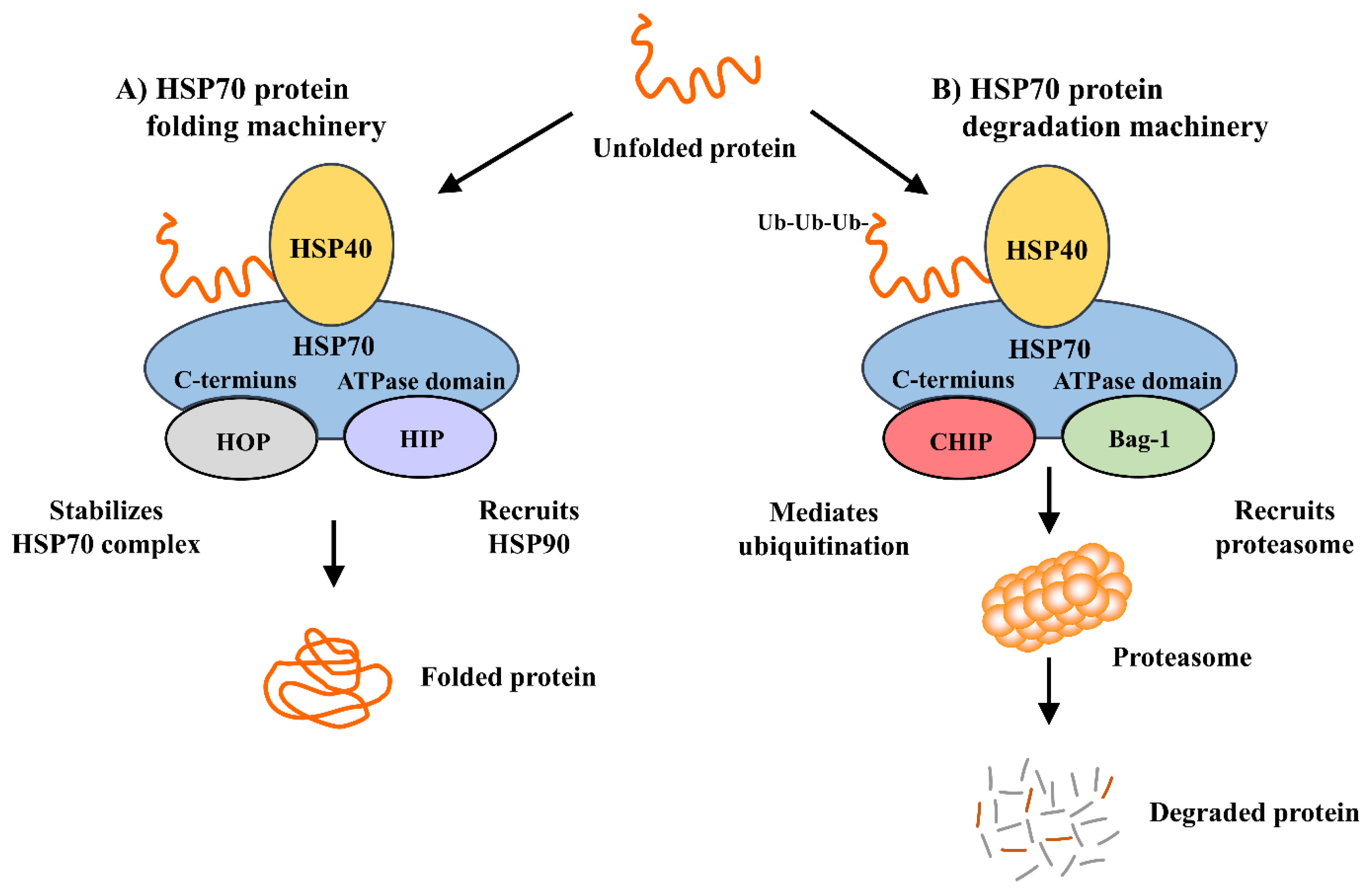 Белки теплового шока хламидий. Hsp70 шапероны. HSP 70 hsp60. \Protein 70 hsp70. HSP Protein.