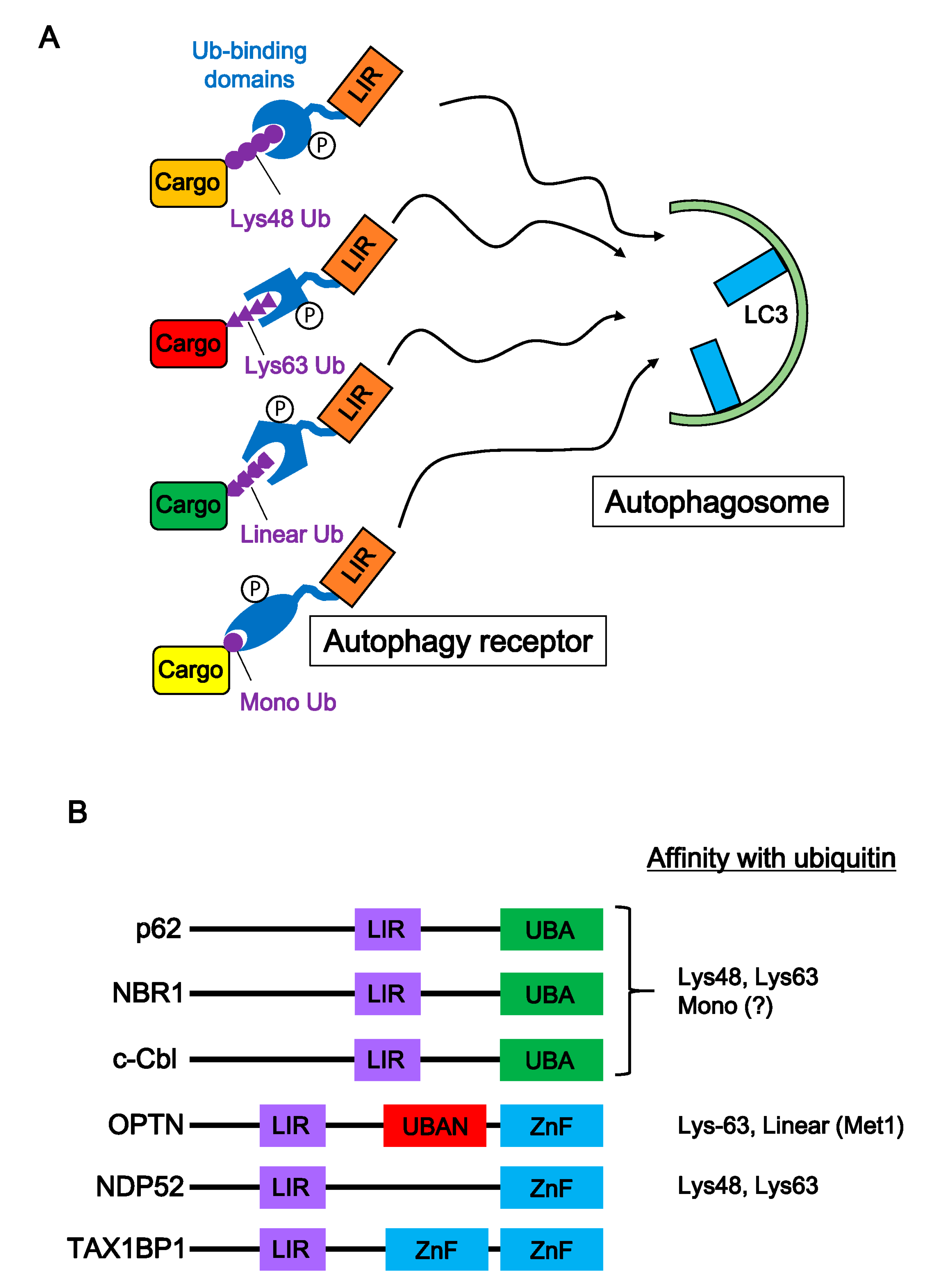 Cells 09 02022 g003 Cells 09 02022 g003