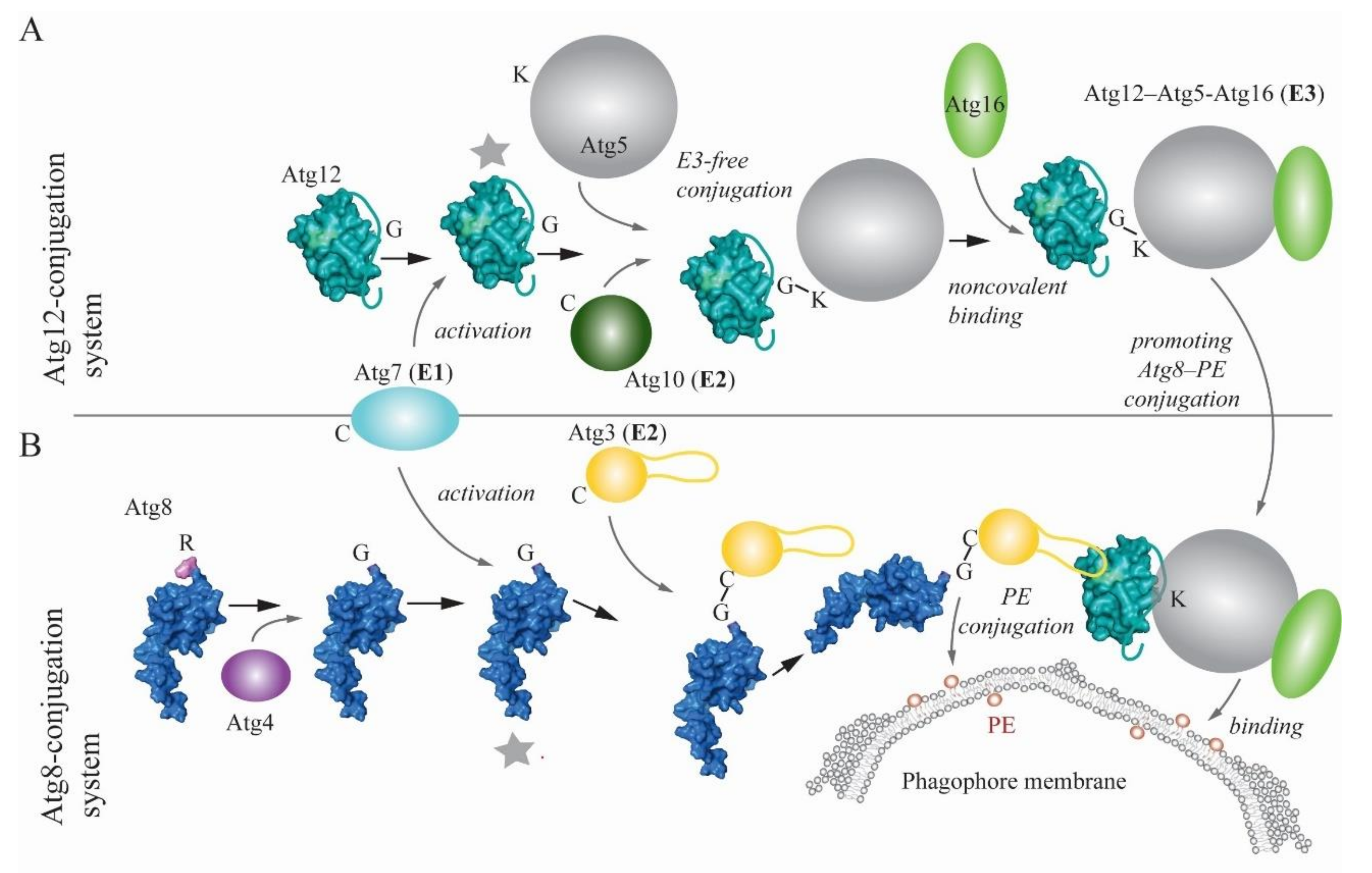 Cells 09 02025 g001 Cells 09 02025 g001