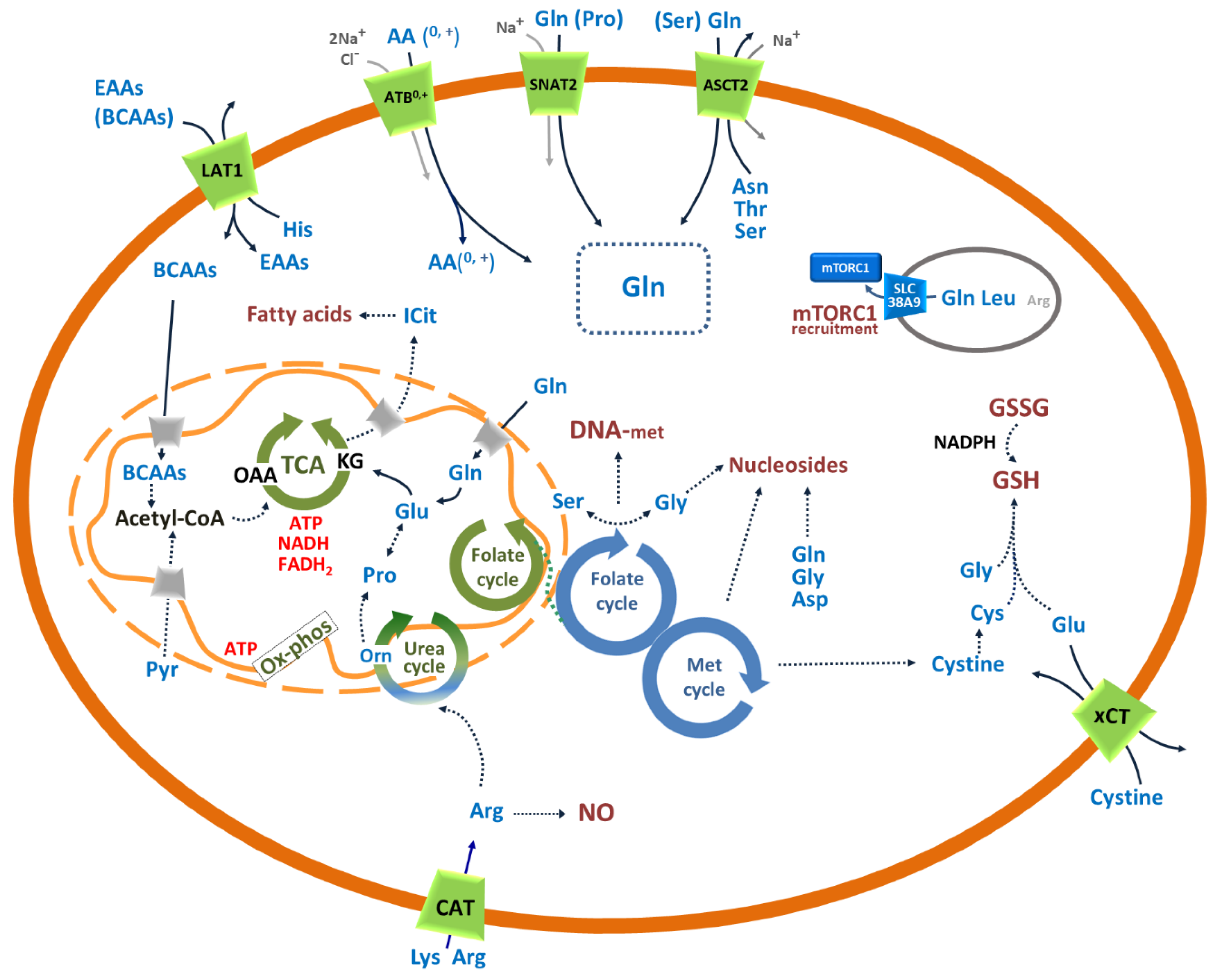 Cells 09 02028 g002 Cells 09 02028 g002