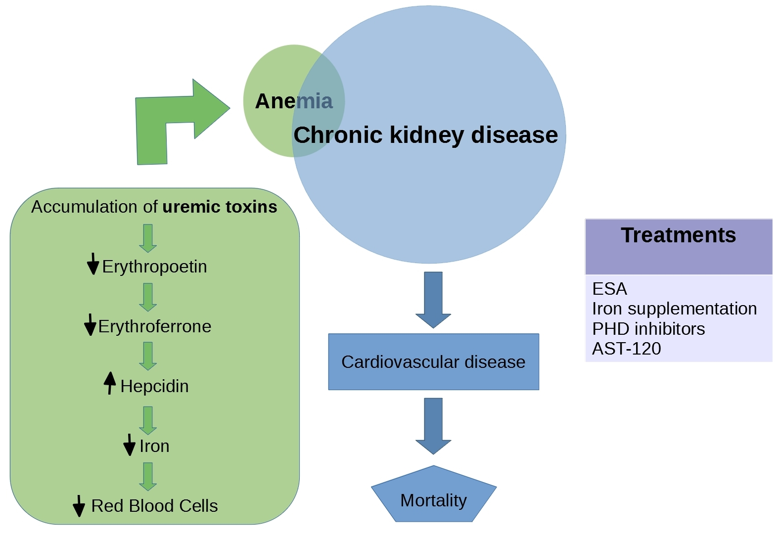 Cells Free Full Text Uremic Toxins Affect Erythropoiesis During The cells-free-full-text-uremic-toxins-affect-erythropoiesis-during-the