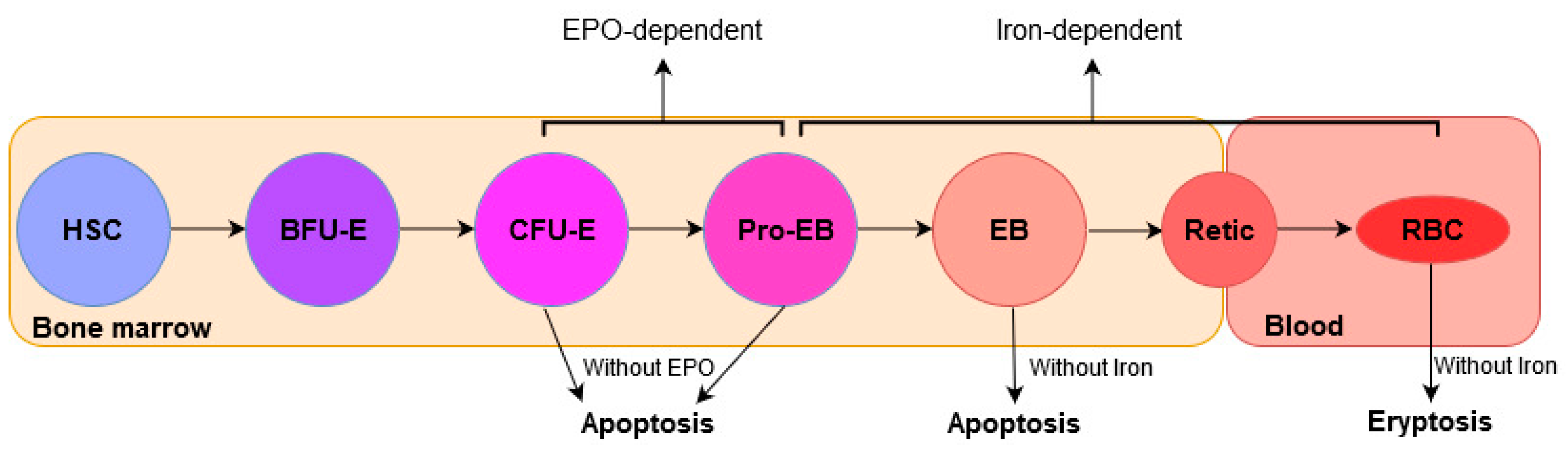 Cells 09 02039 g004 Cells 09 02039 g004