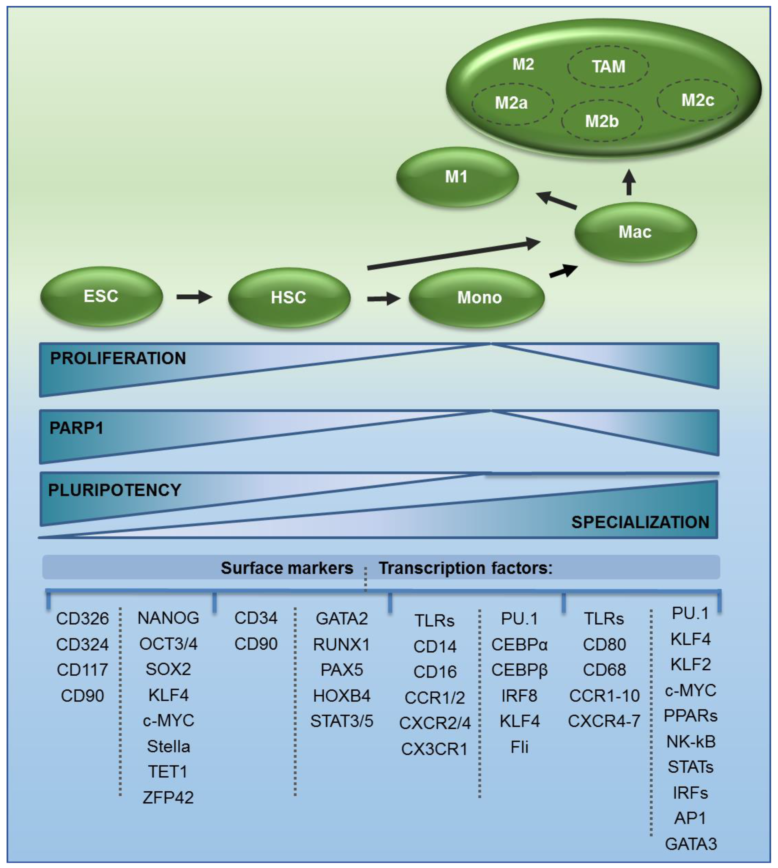 Transcription factor KLF4 regulated STAT1 to promote M1 polarization of  macrophages in rheumatoid arthritis