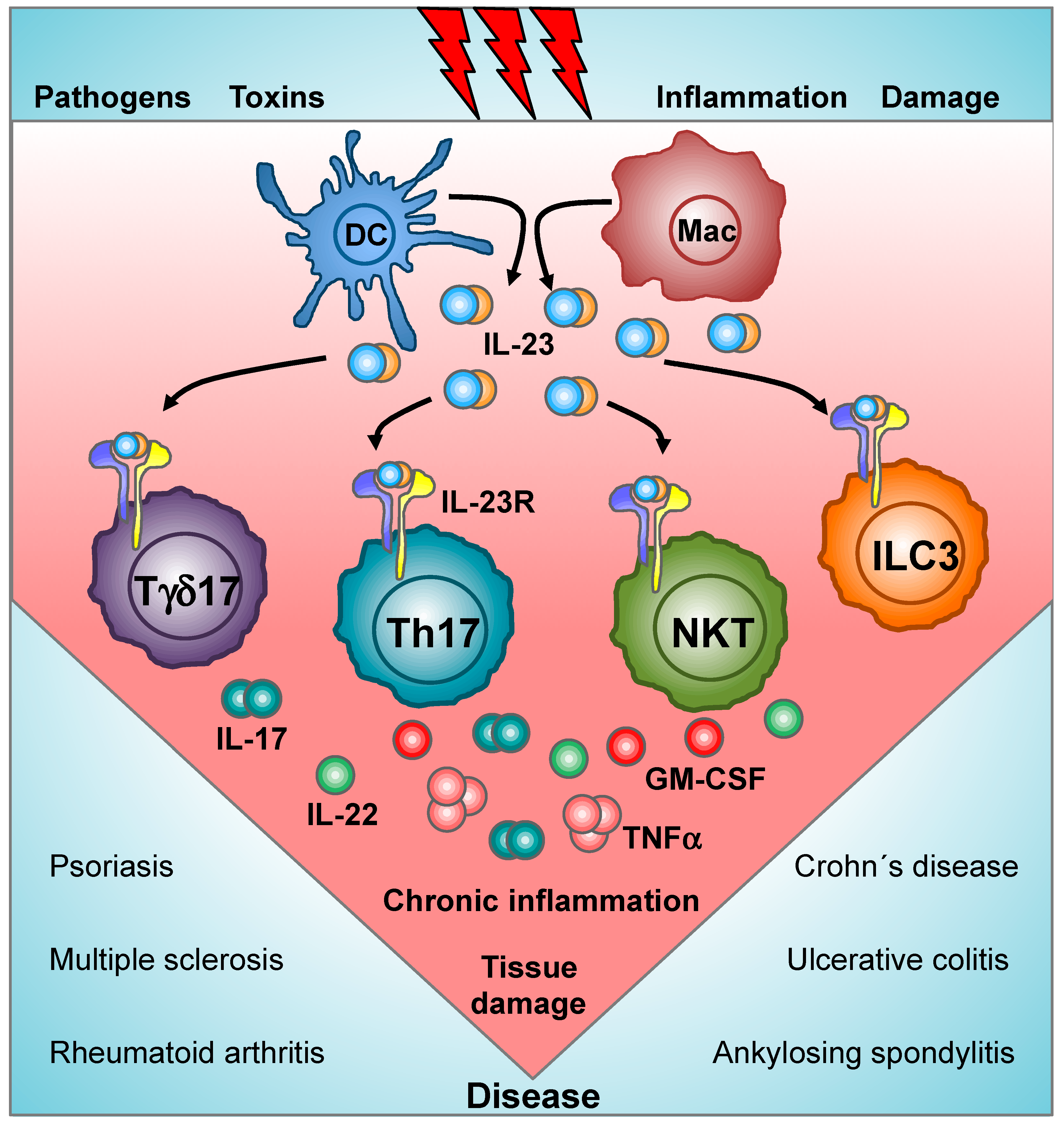 Cells Free Full Text Decoding Il 23 Signaling Cascade For New Therapeutic Opportunities