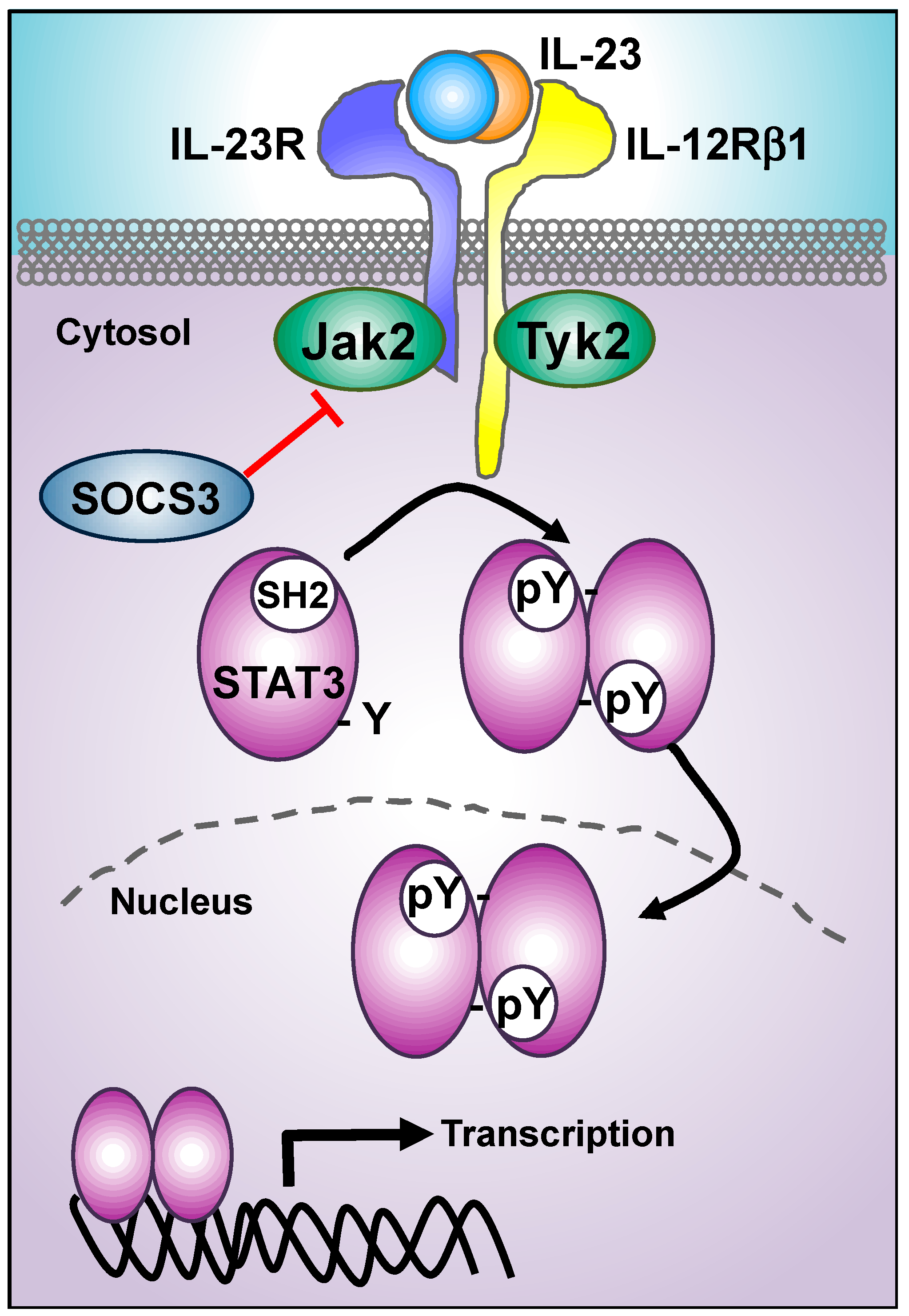 Cells Free Full Text Decoding Il 23 Signaling Cascade For New Therapeutic Opportunities