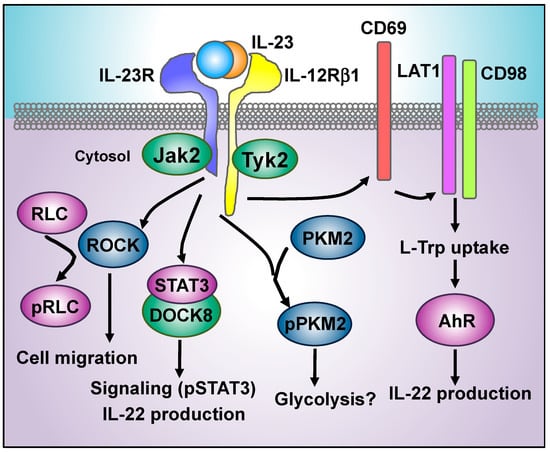 Cells Free Full Text Decoding Il 23 Signaling Cascade For New Therapeutic Opportunities Html