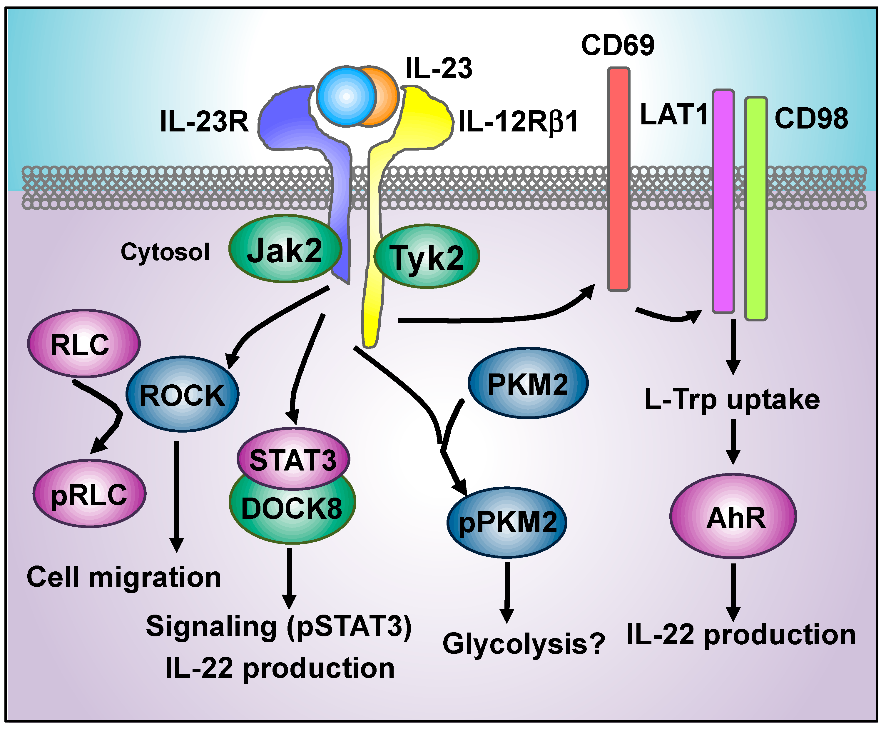 Cells Free Full Text Decoding Il 23 Signaling Cascade For New Therapeutic Opportunities