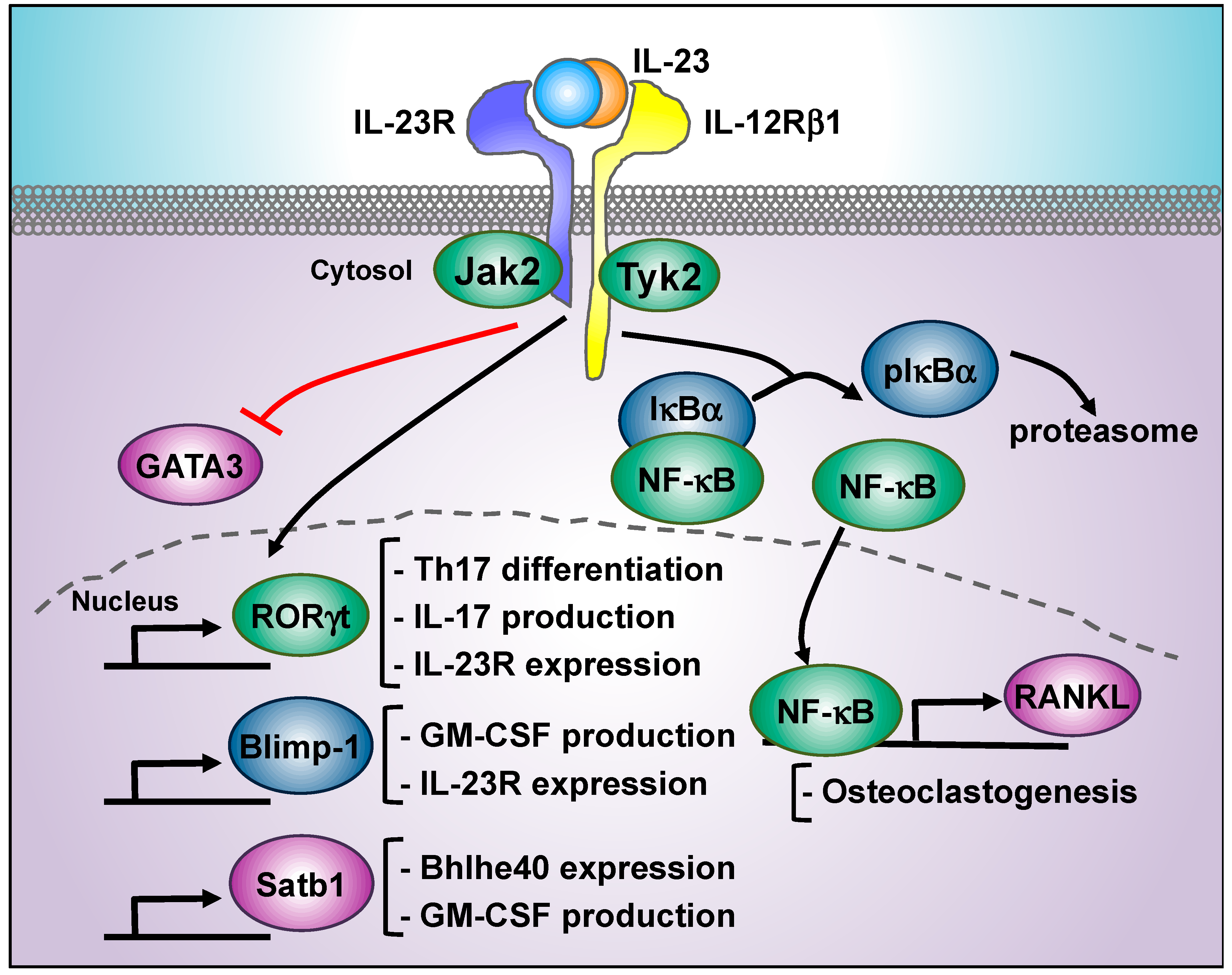 Cells Free Full Text Decoding Il 23 Signaling Cascade For New Therapeutic Opportunities