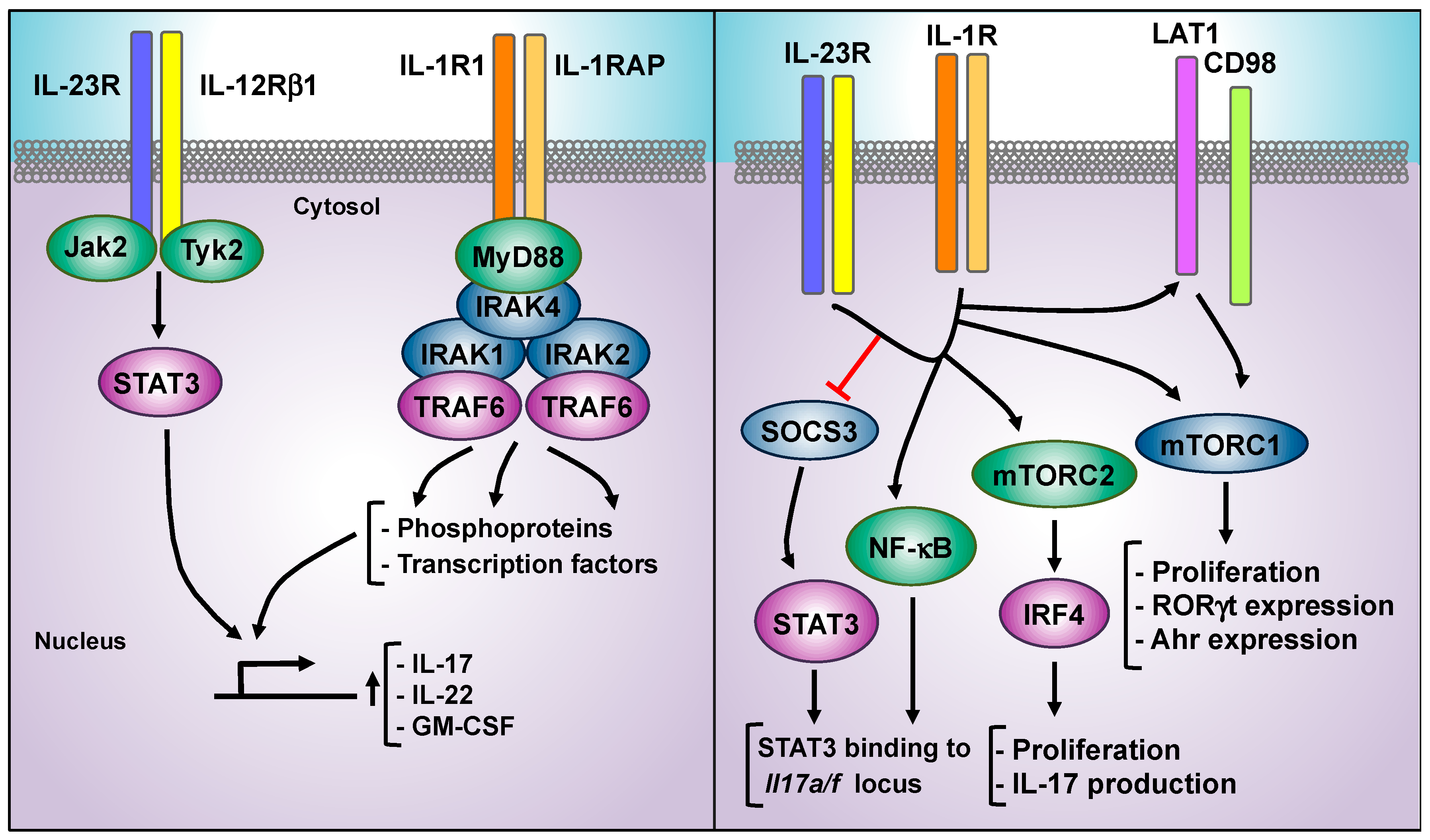 Cells Free Full Text Decoding Il 23 Signaling Cascade For New Therapeutic Opportunities