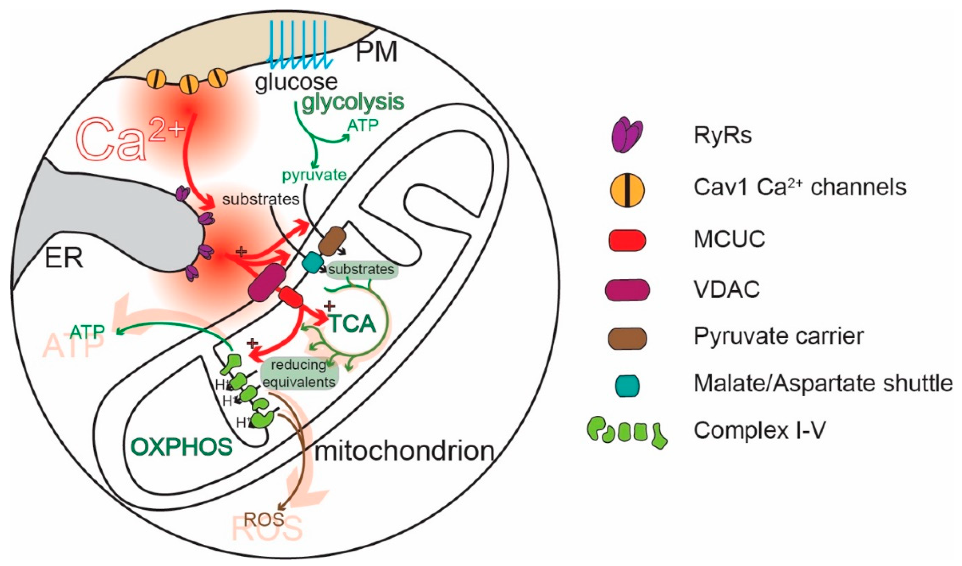 Cells Free Full Text Calcium Bioenergetics And Parkinson S Disease Html