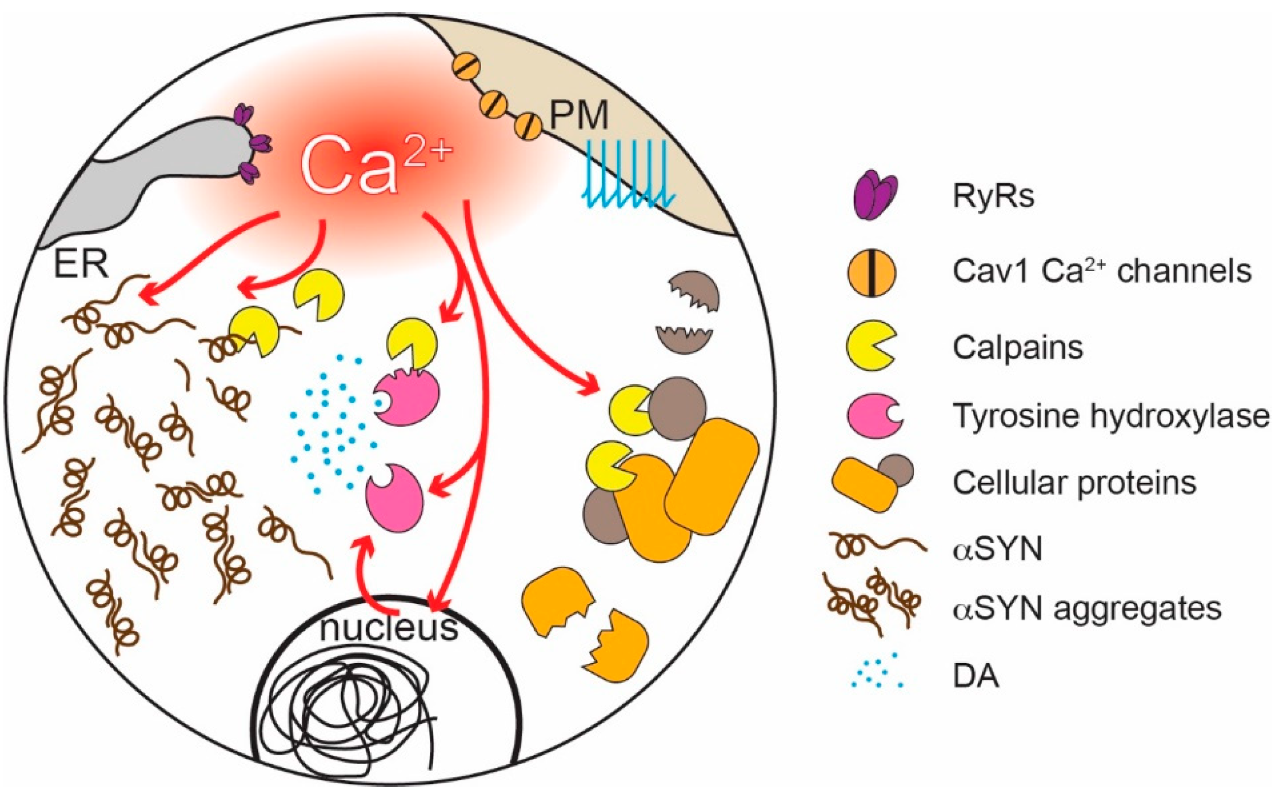 Cells 09 02045 g003