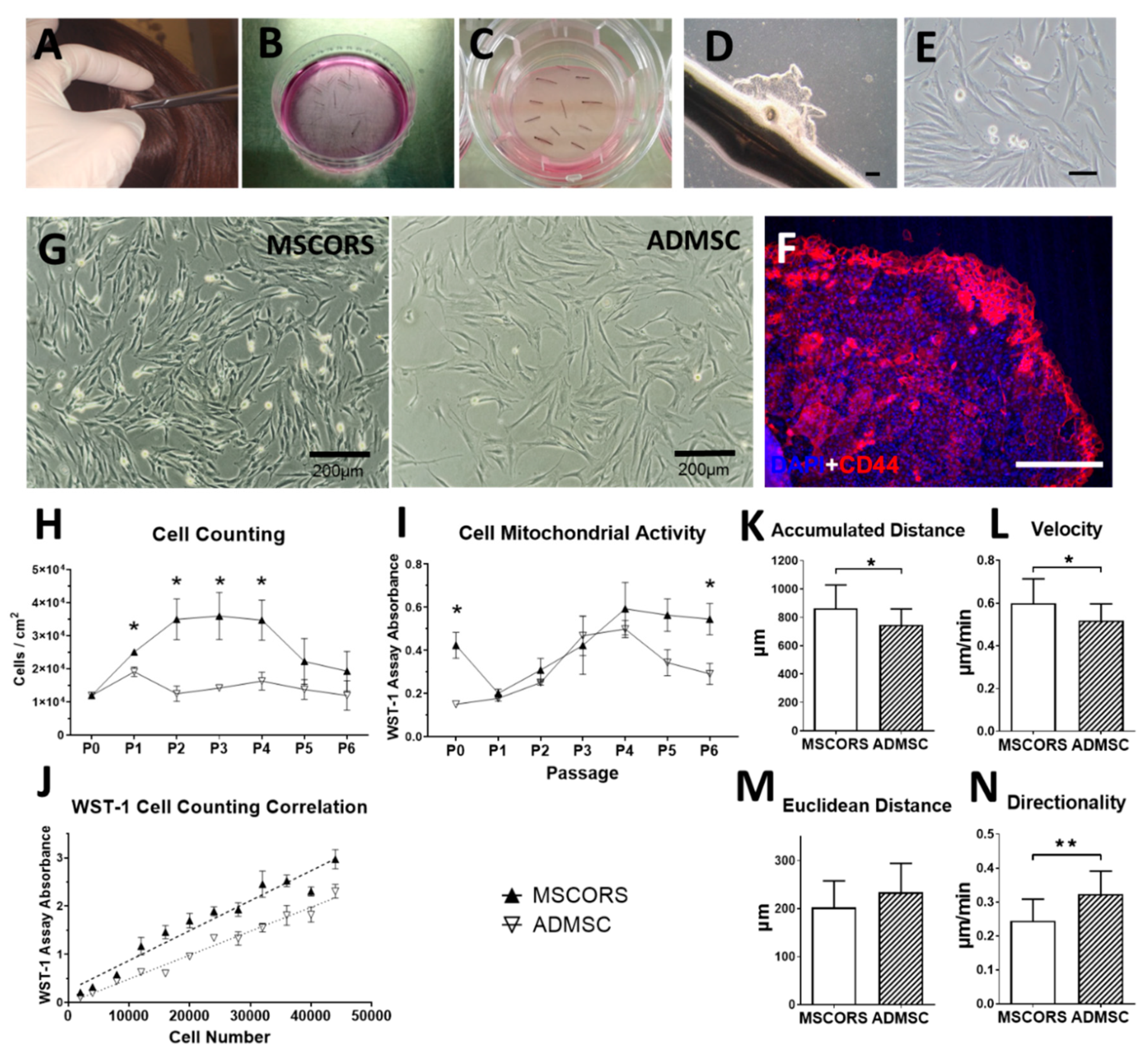 Cells Free Full Text Autologous Non Invasively Available Mesenchymal Stem Cells From The Outer Root Sheath Of Hair Follicle Are Obtainable By Migration From Plucked Hair Follicles And Expandable In Scalable Amounts Cells Free Full Text Autologous Non Invasively Available Mesenchymal Stem Cells From The Outer Root Sheath Of Hair Follicle Are Obtainable By Migration From Plucked Hair Follicles And Expandable In Scalable Amounts