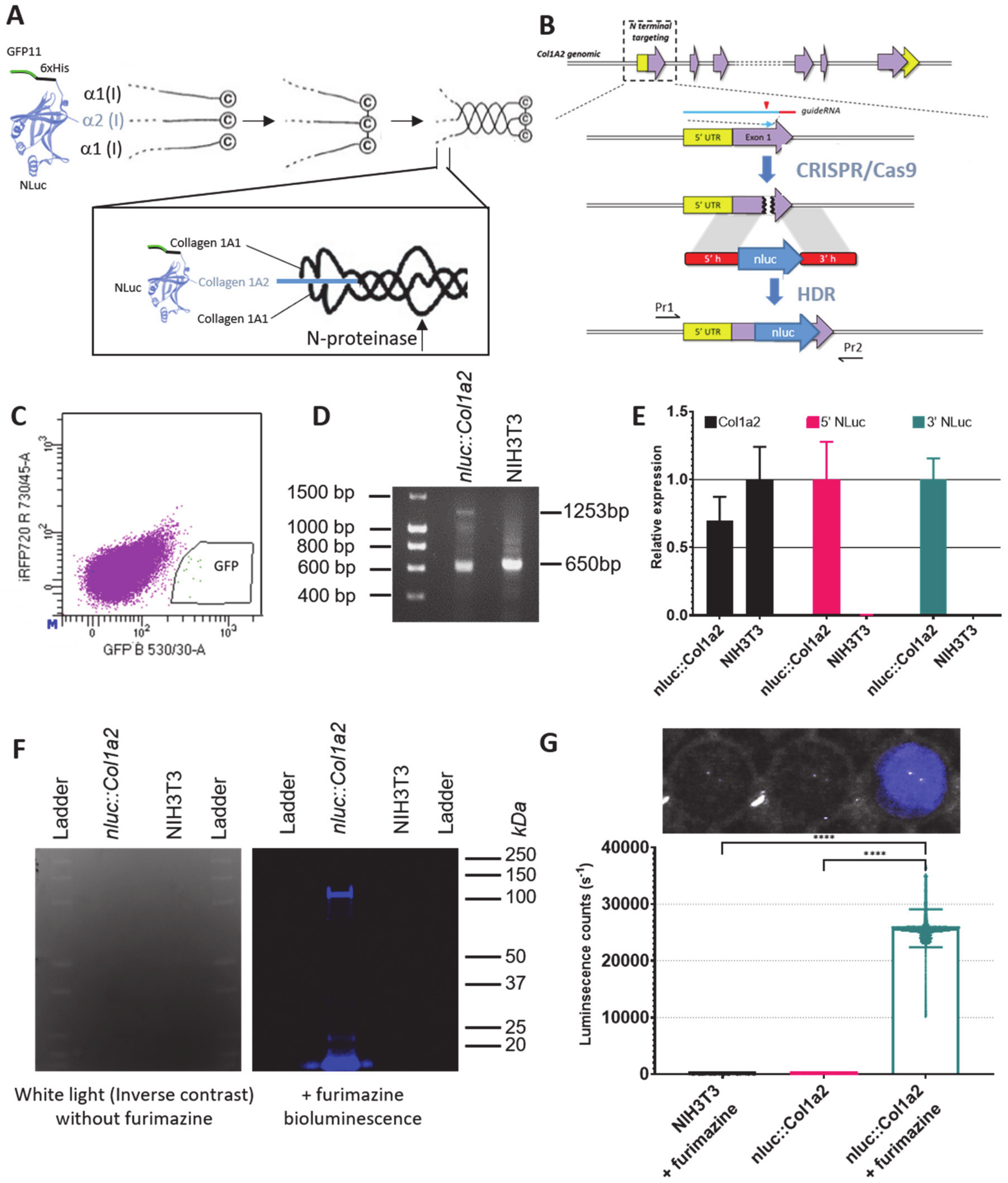 Cells 09 02070 g001 Cells 09 02070 g001