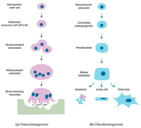 Cells | Free Full-Text | Osteoblast-Osteoclast Communication and Bone ...