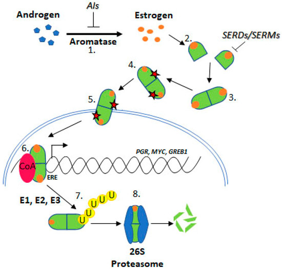 Cells 09 02077 g002 550