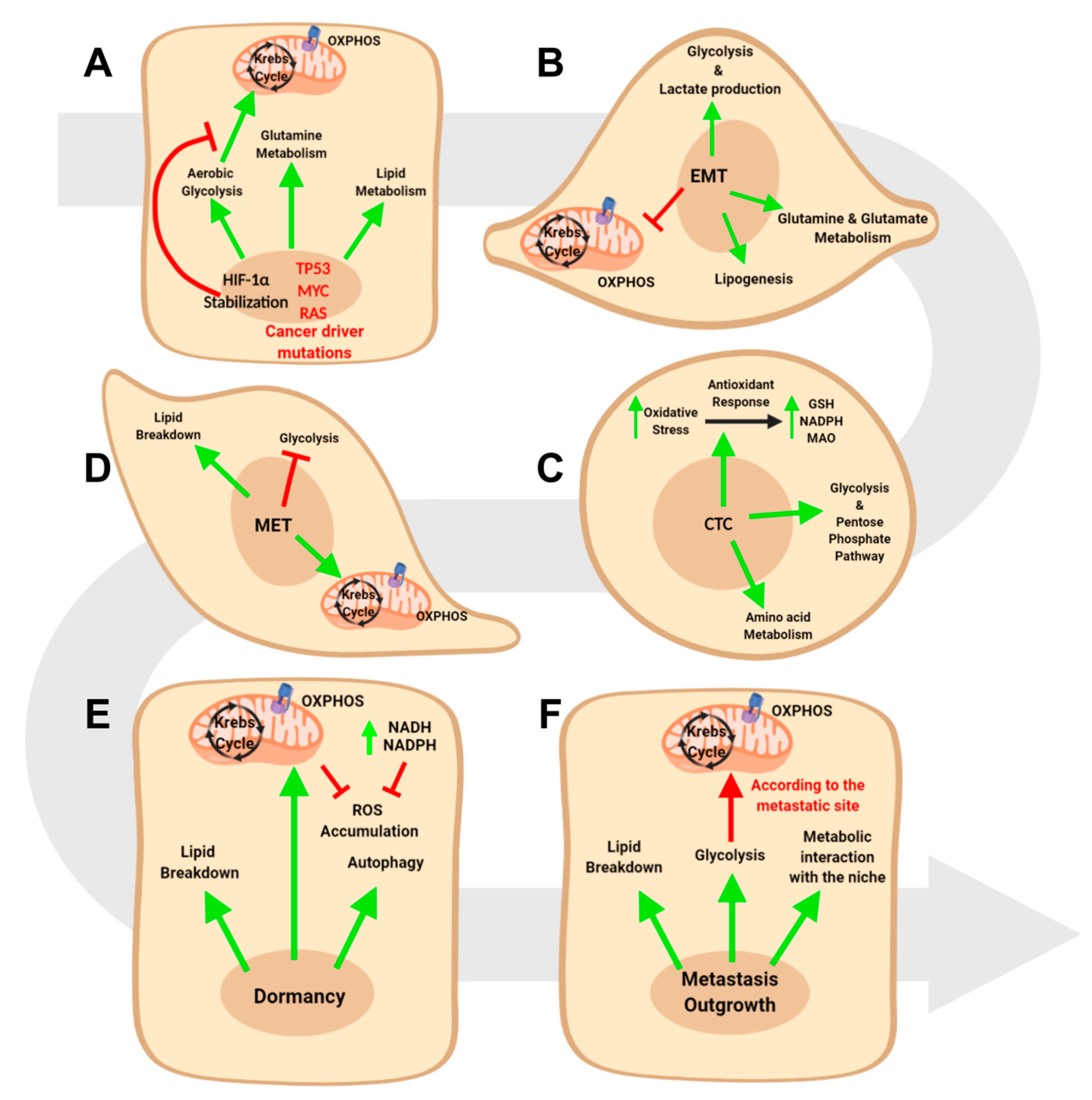 Cells Free Full Text Metabolic Constrains Rule Metastasis Progression Html