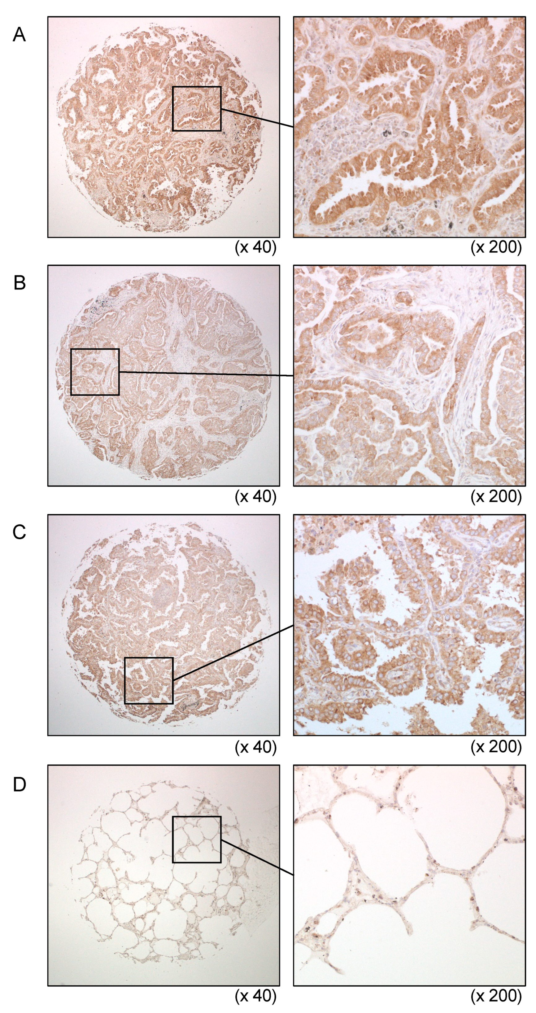 Cells 09 02083 g008 Cells 09 02083 g008