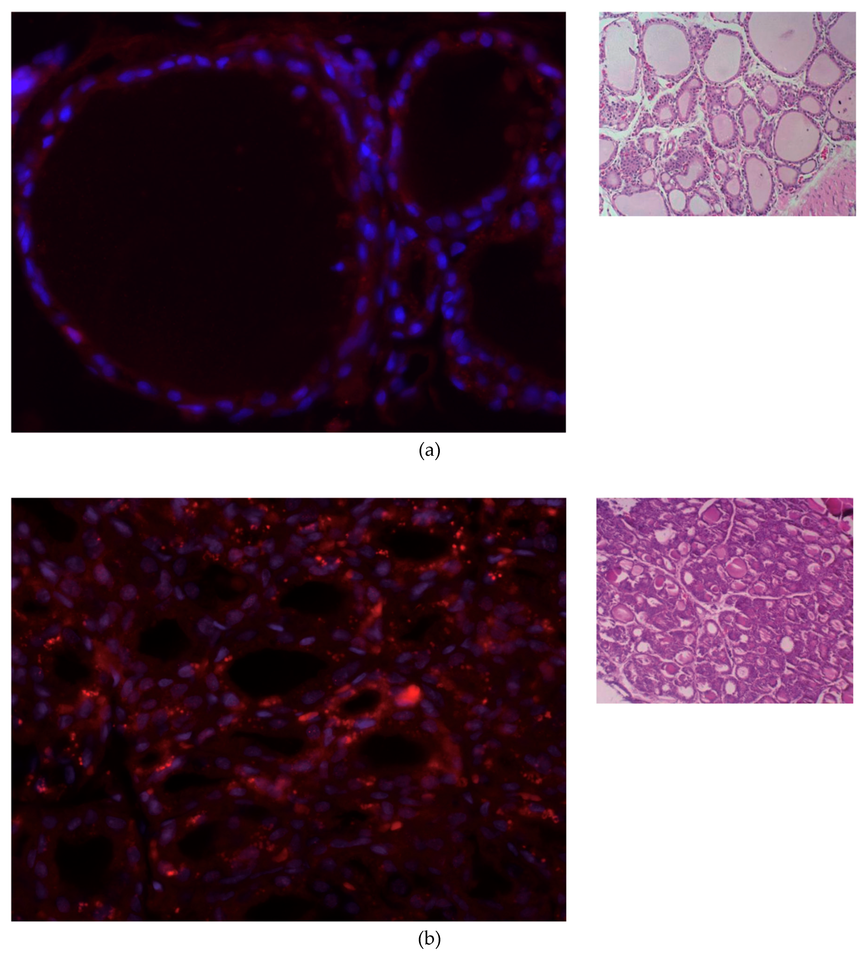 Cells 09 02084 g001a