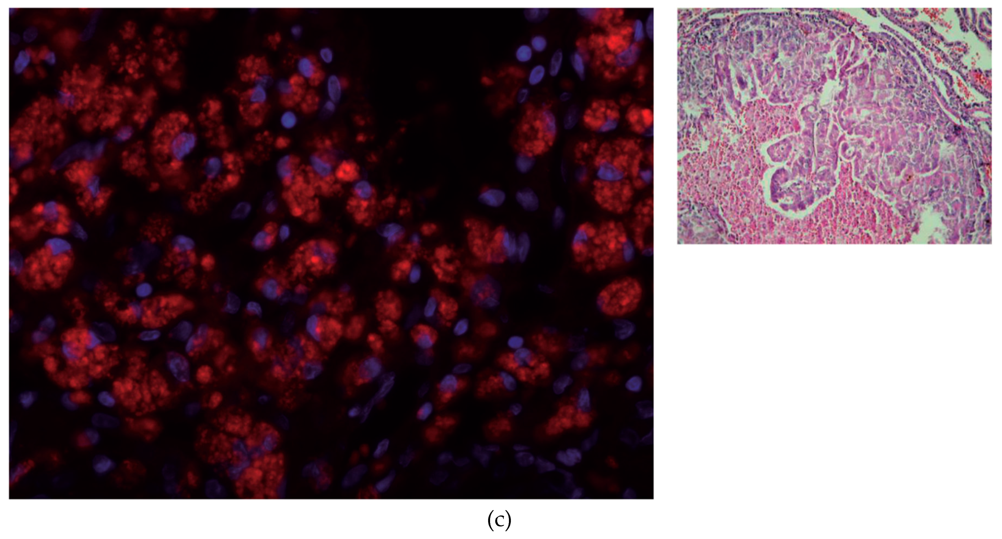 Cells 09 02084 g001b